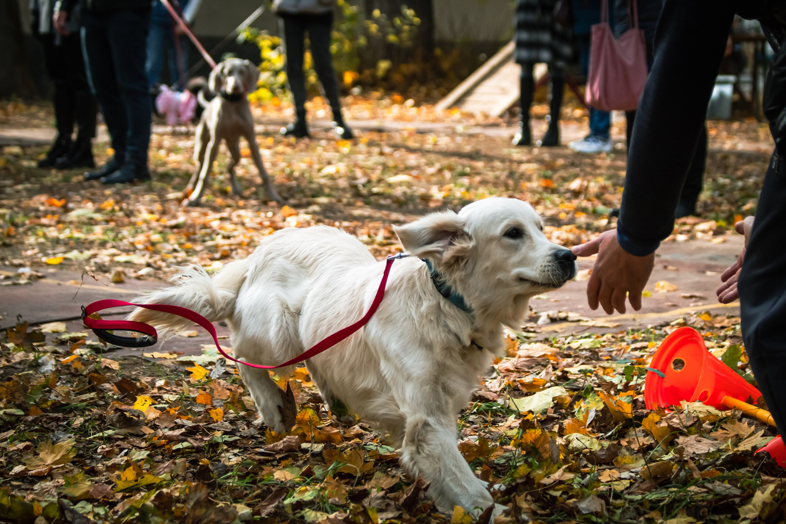 Костюмированный парад собак. Фотограф анималист — Тула, Москва