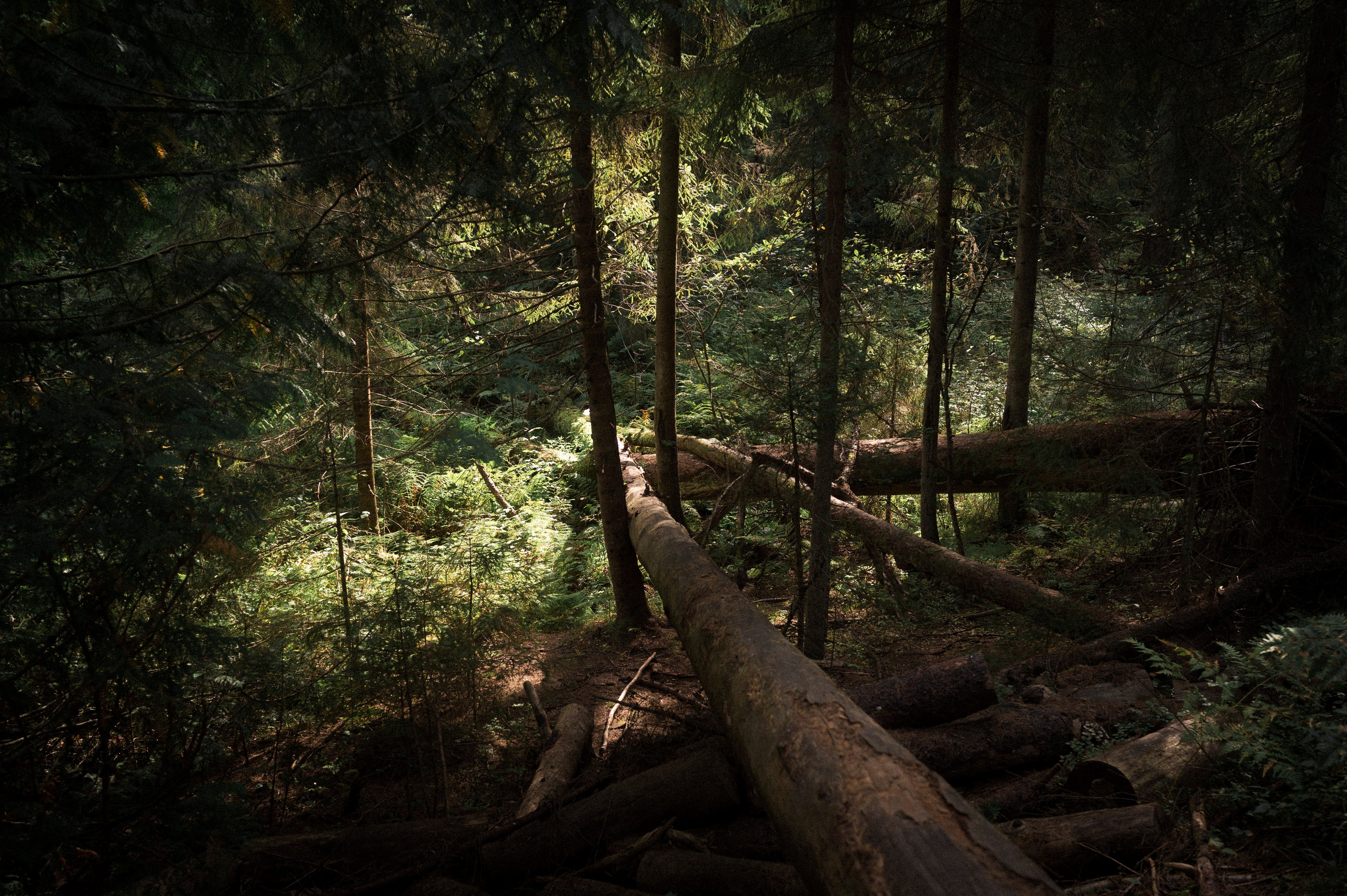 North 2024. Kartascheff