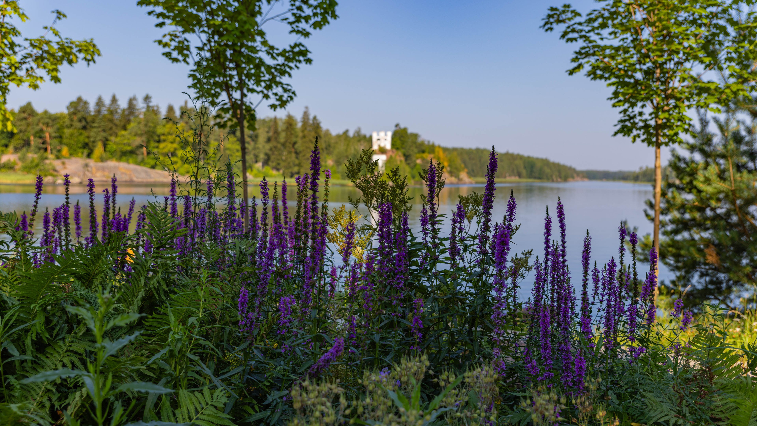 2025 07 Выборг — Сортавала — Великий Новгород — Псков. Фотографии