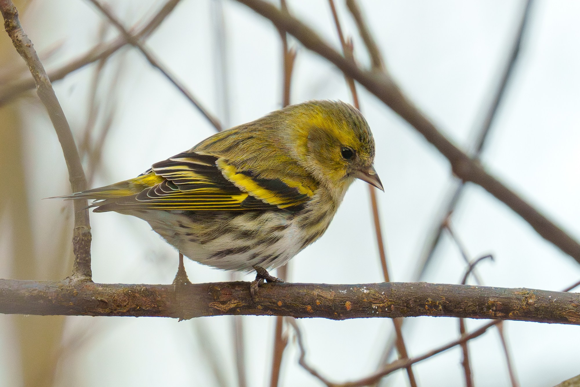 Удивительные мир птиц. Вокруг нас столько прекрасного — присмотритесь!. Ваш личный фотограф Марина Волкова