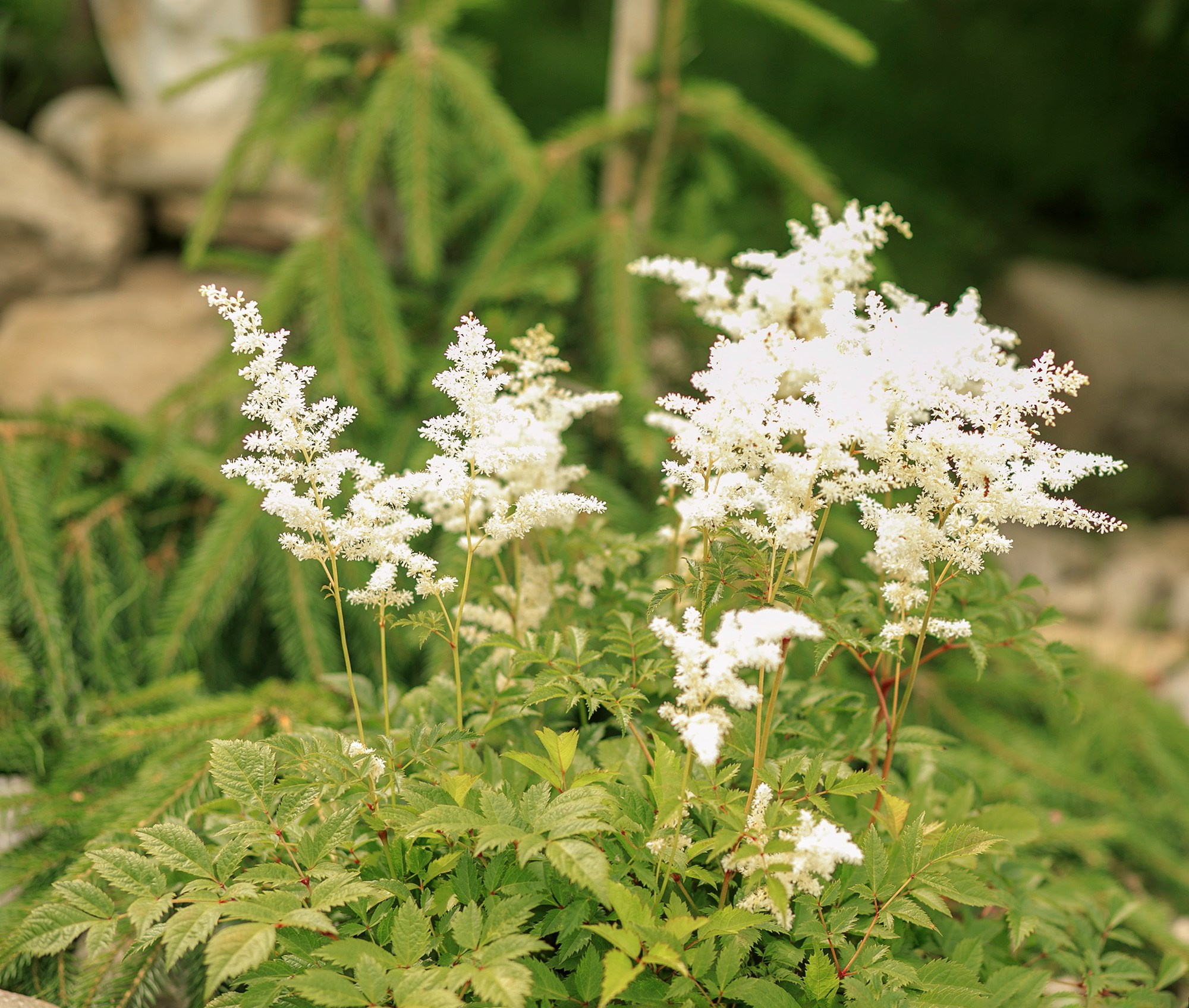 Парк-заповедник Купидон. Семейный фотограф в Димитровграде Елена Патрушева