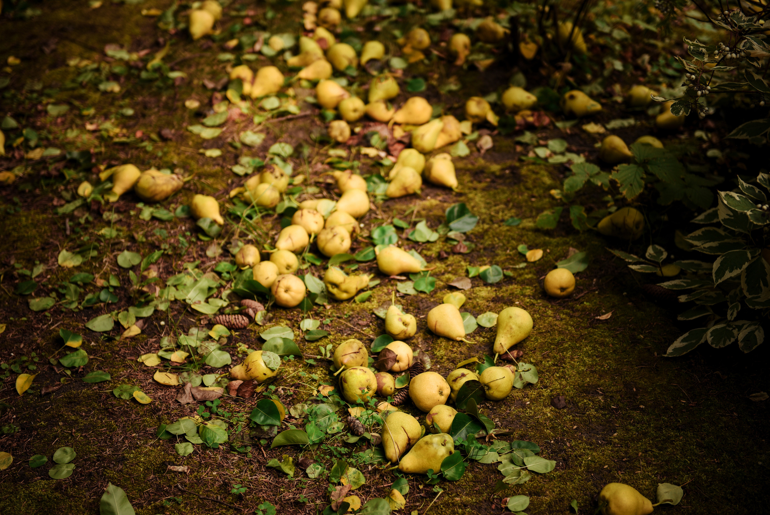 Витя и Юля 2х — часовая прогулка. Свадебный, семейный, детский, контент фотограф в Омске Максим Ильин
