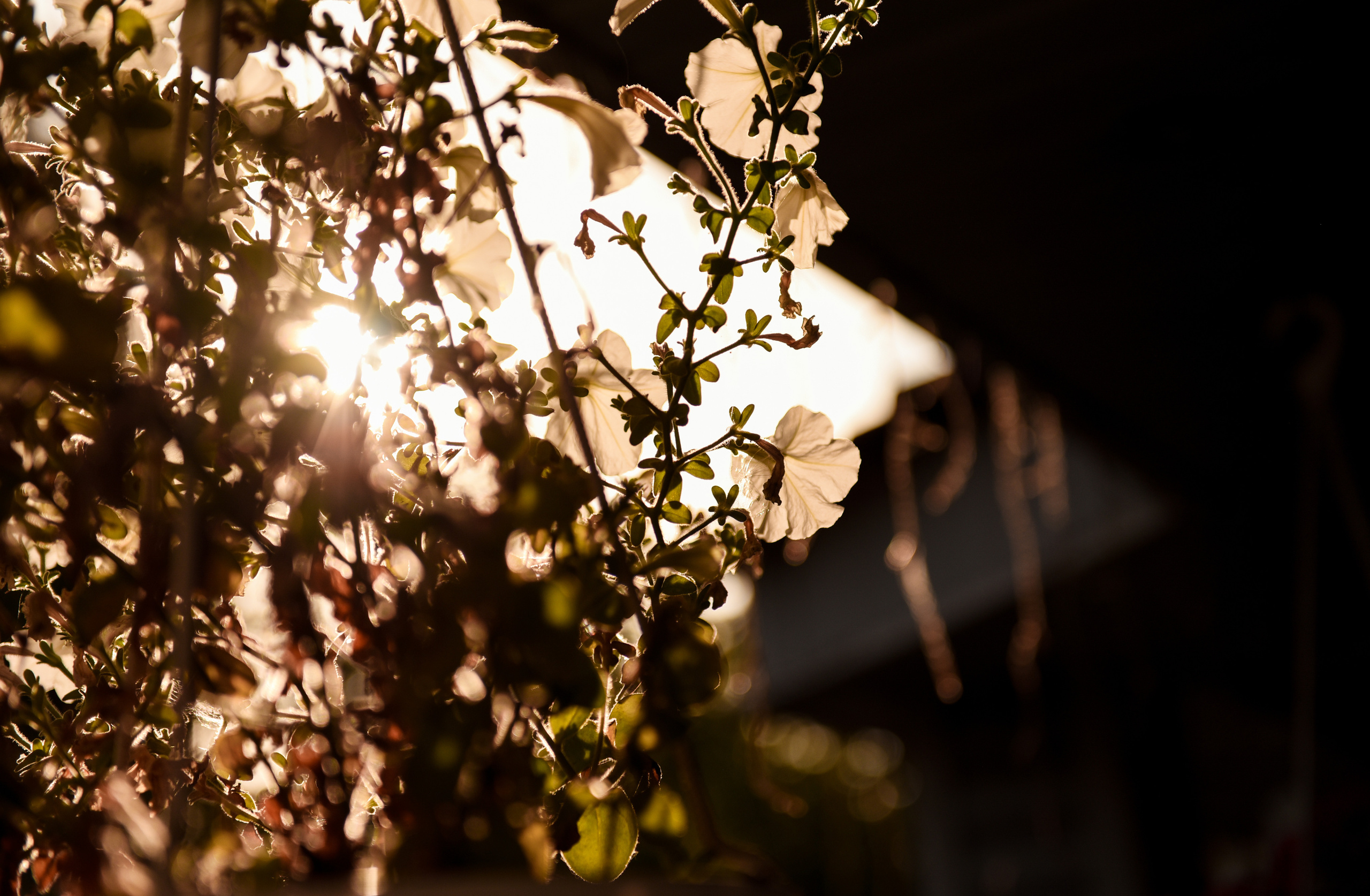 Свадебная серия Миши и Кристины. Свадебный, семейный, детский, контент фотограф в Омске Максим Ильин