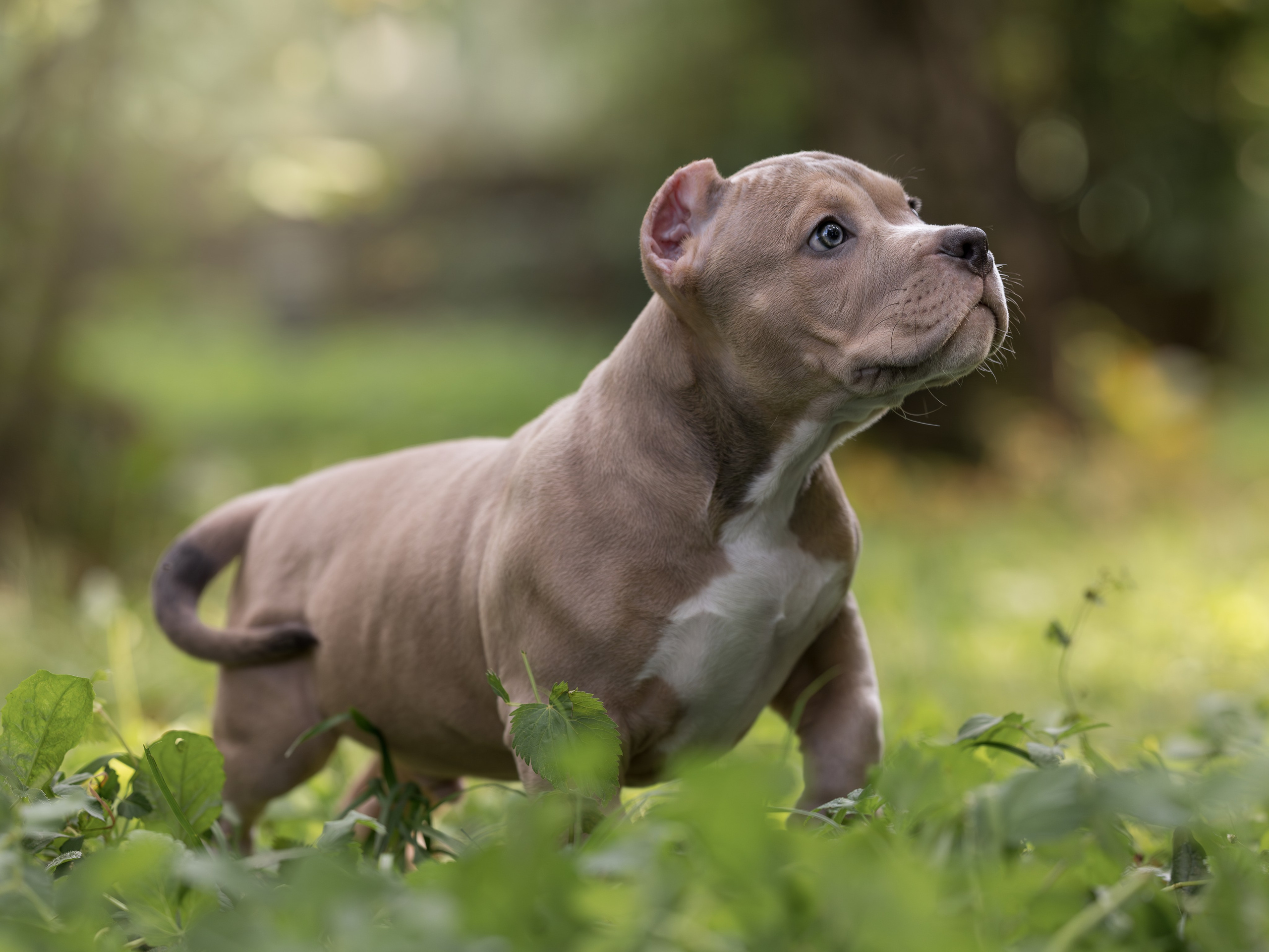 Щенок Американский булли