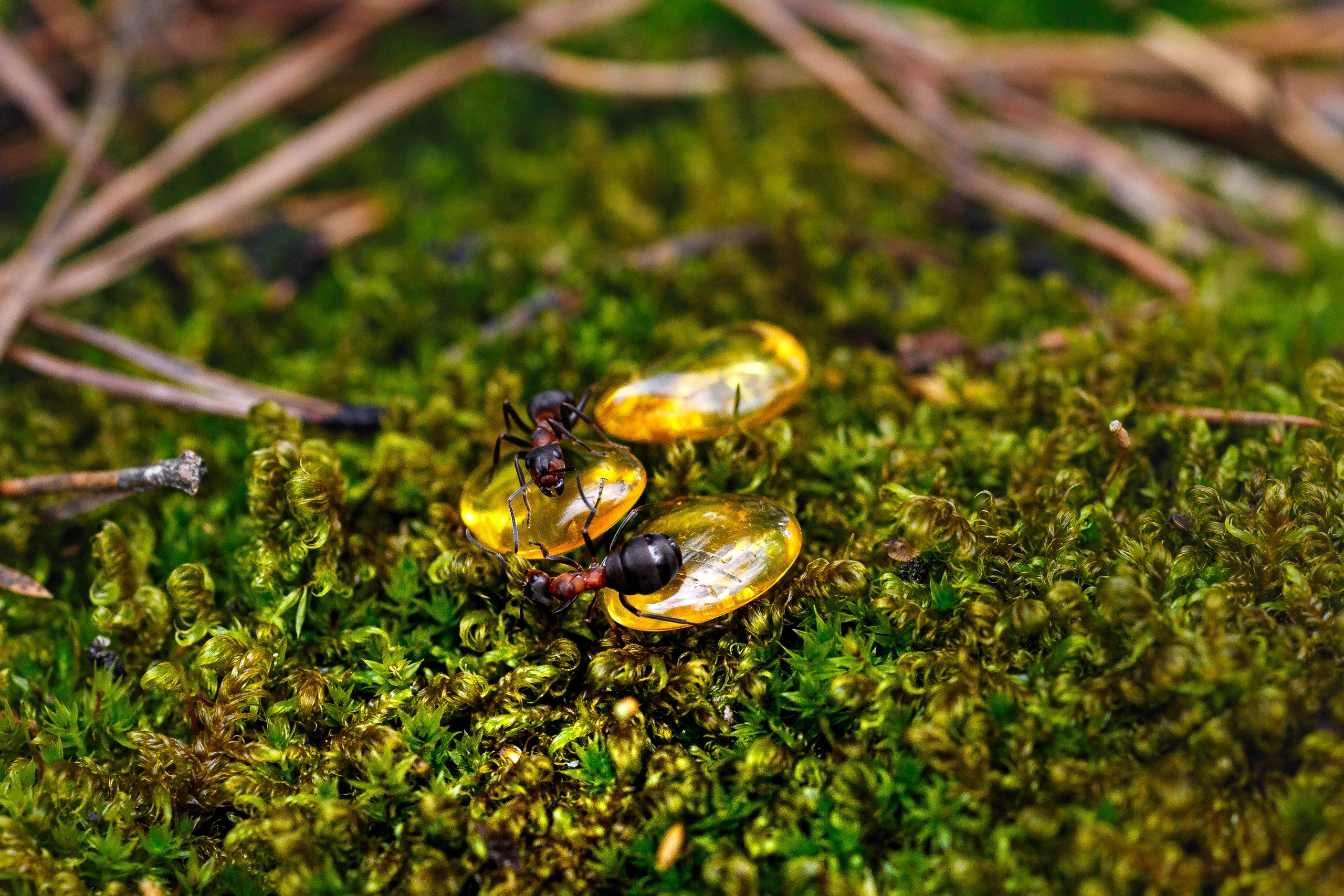 Фотосъемка для уральского ювелира. Семейный фотограф в Екатеринбурге