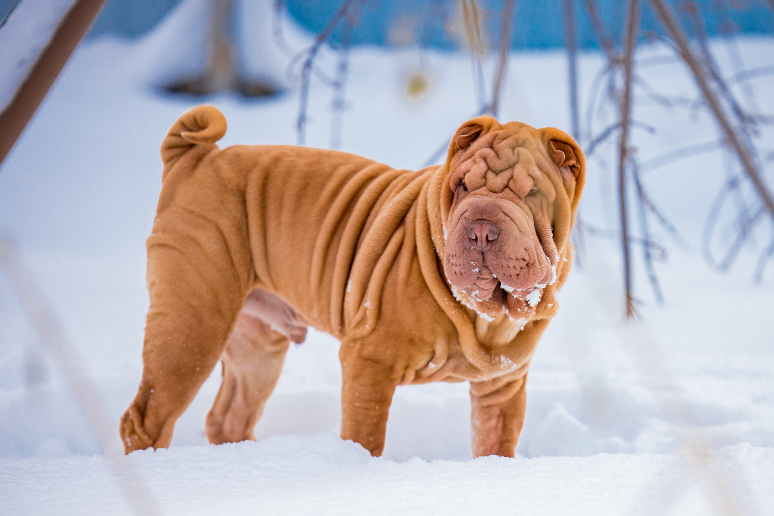 В гостях у шарпеев 16.01.2024. Фотограф-анималист Юлия Германика