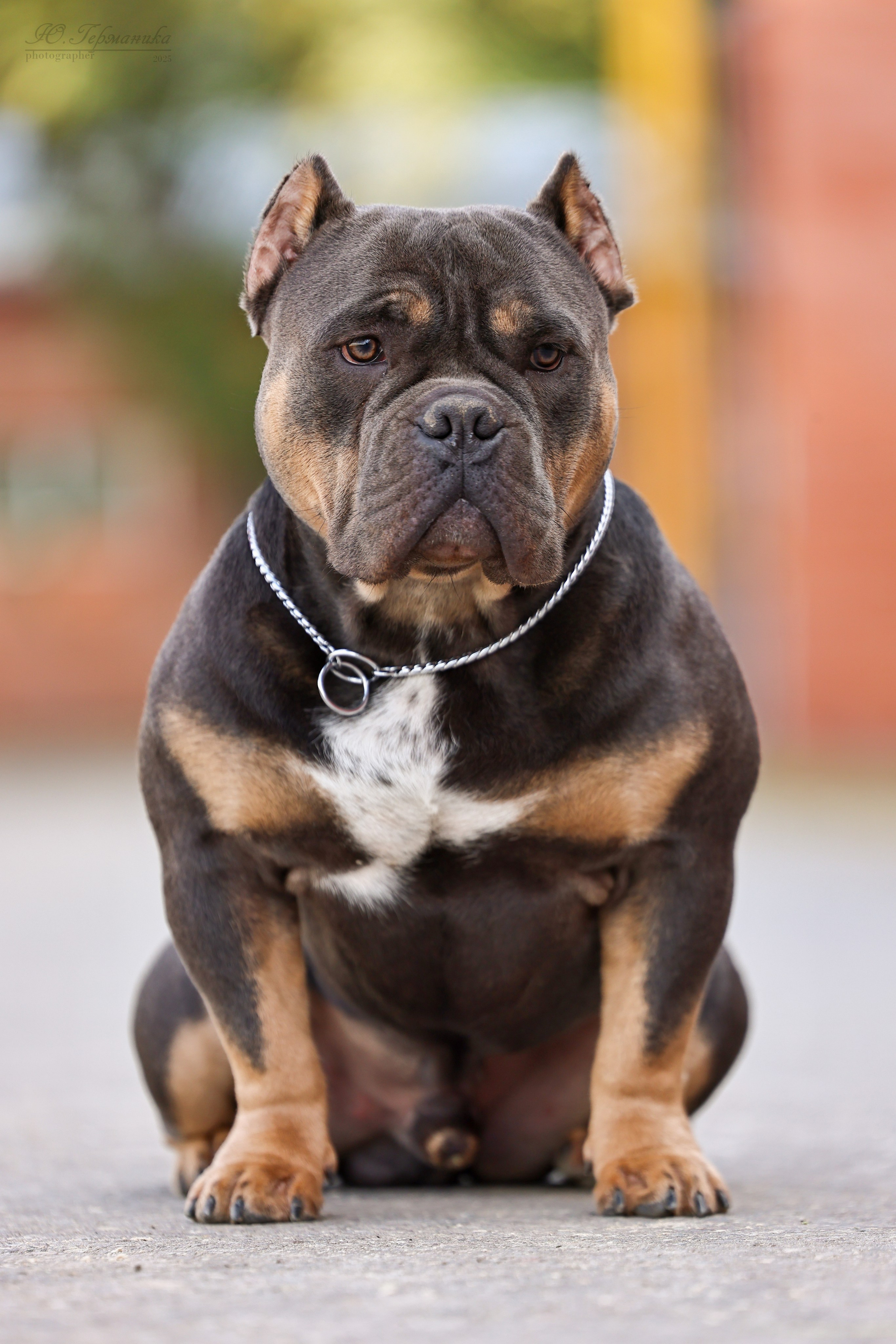 Астана 2хCACIB 26-28.09.2025. Фотограф-анималист Юлия Германика