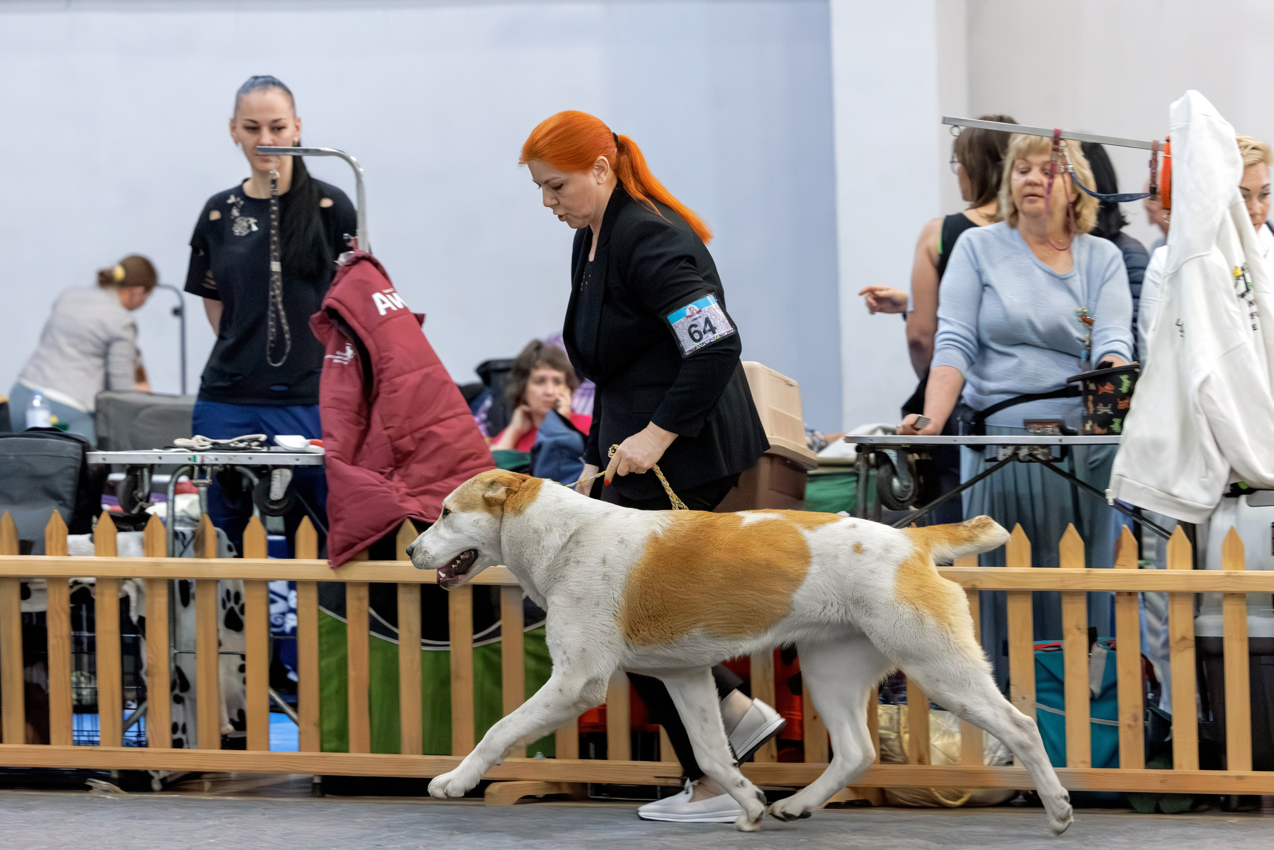 Ереван 2х CACIB 29-30.04.2025. Фотограф-анималист Юлия Германика