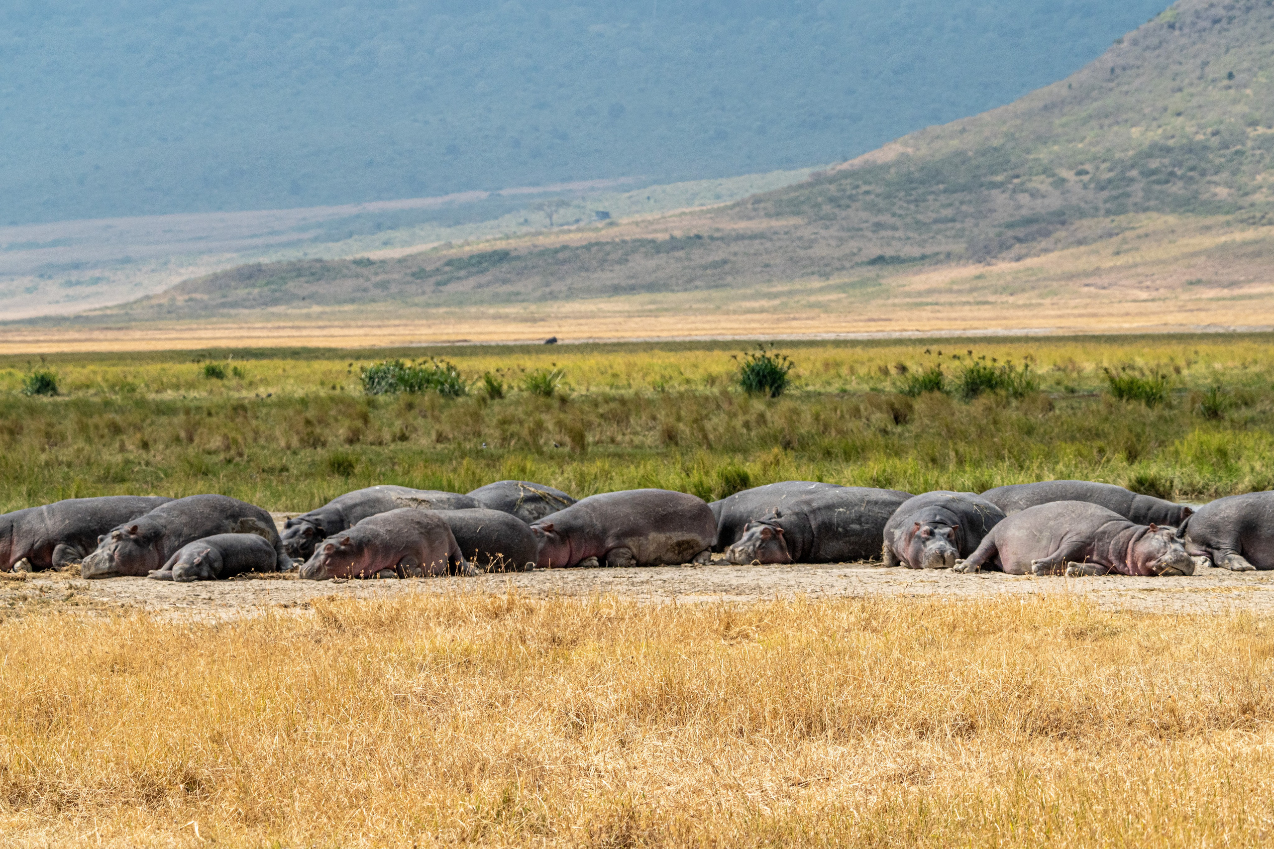 Танзания, сафари, 2025. Творческие сьемки