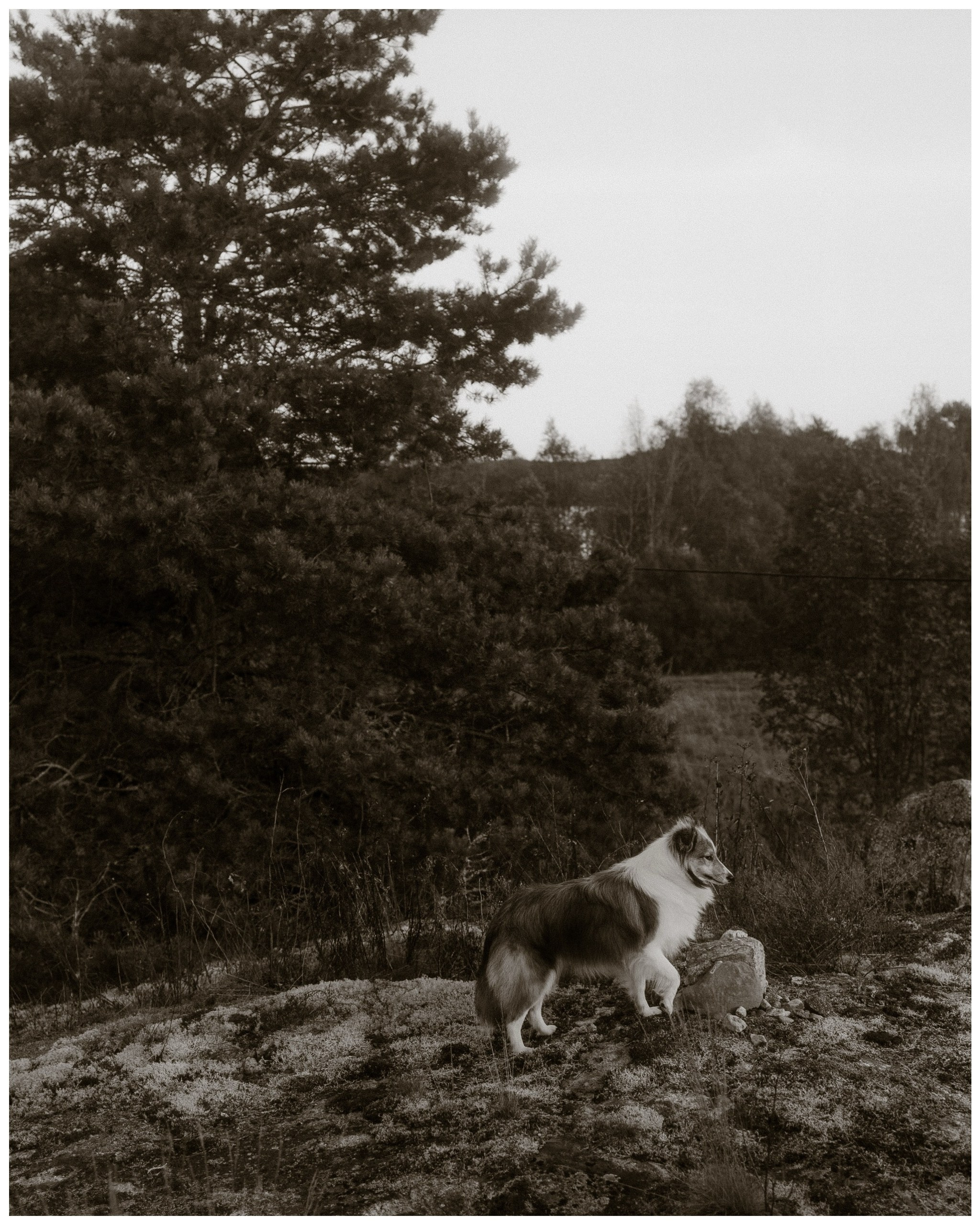 Семейные фотосесии 2025