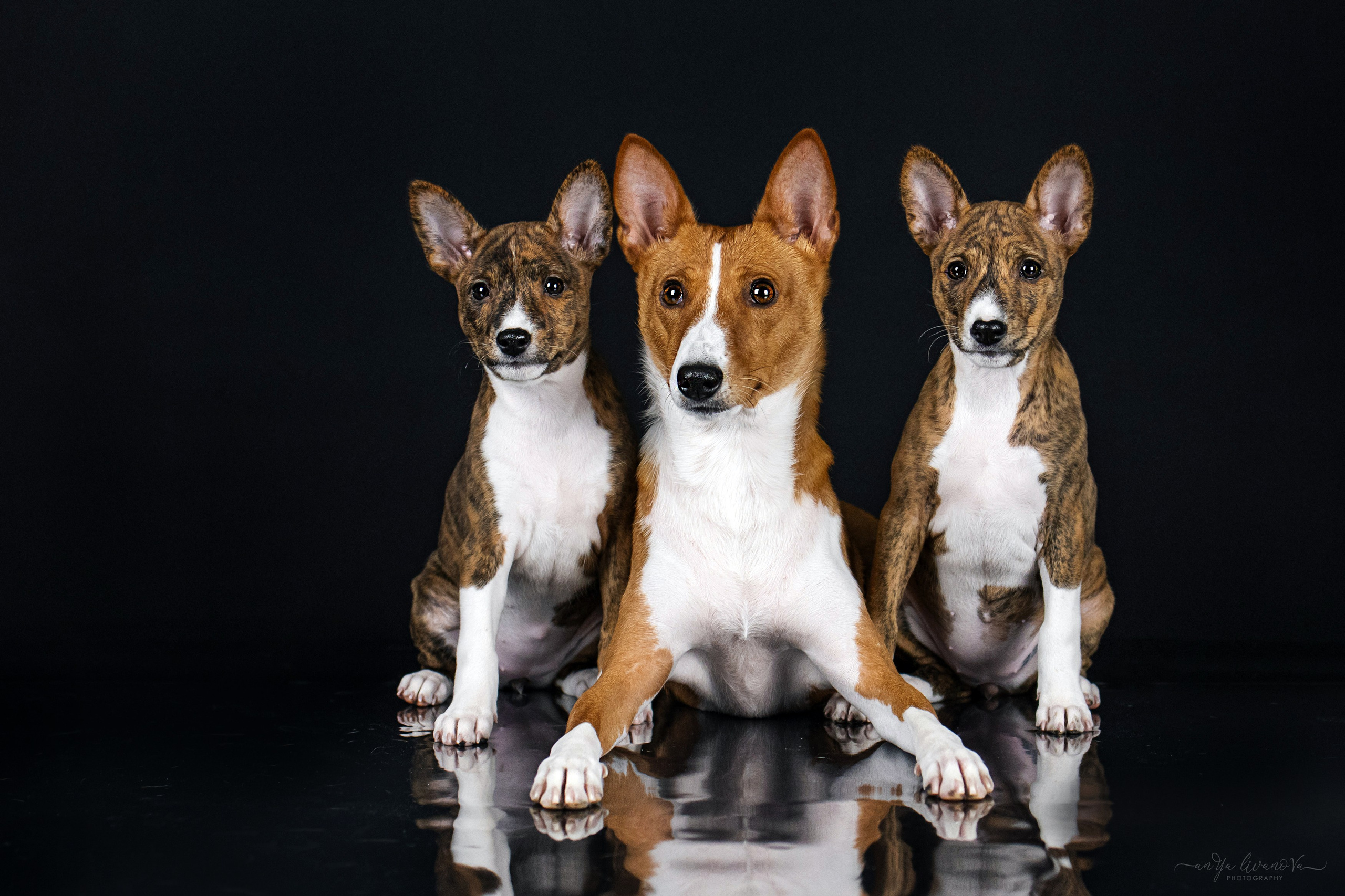 Басенджи. Фотограф анималист Аня Ливанова | Рыбинск
