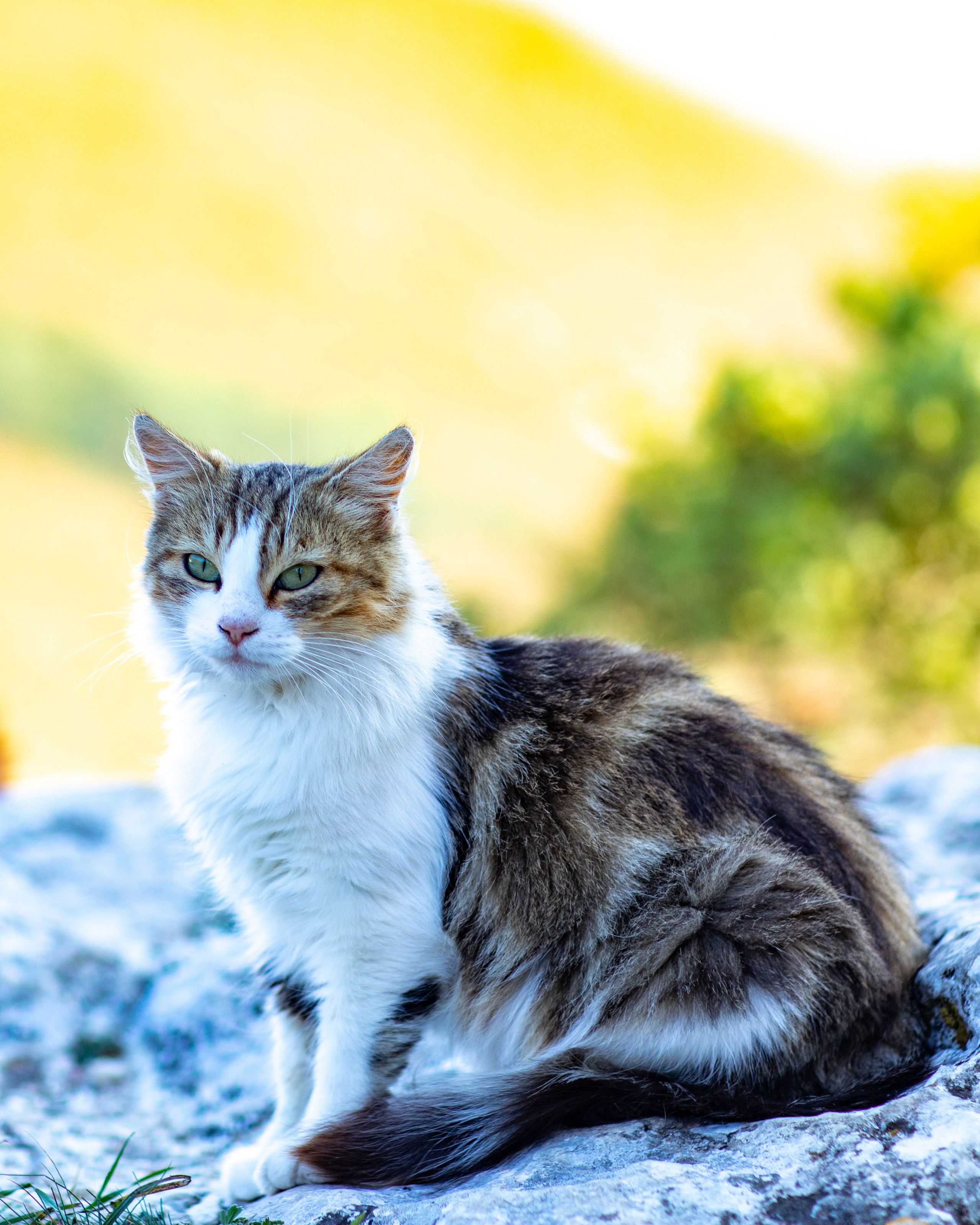 ШУЛДАН. Фотограф Севастополь/Крым Светлана Евтушенко