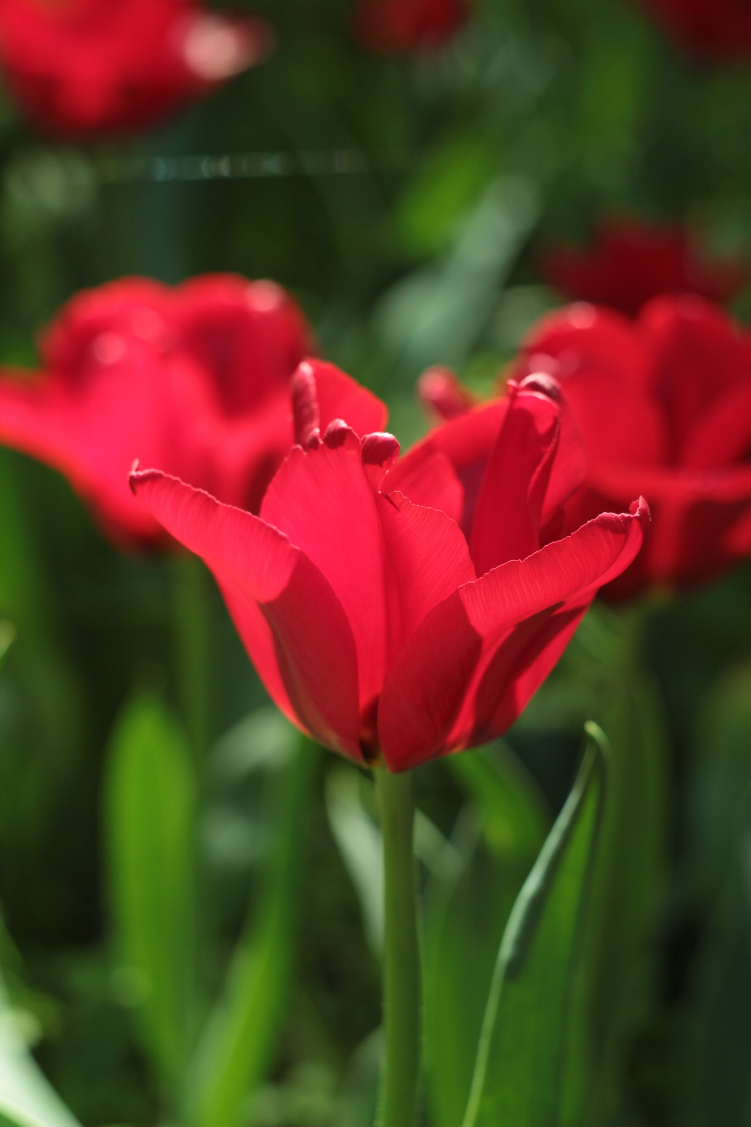 Вне студии. Фотограф Светлана Заплатина