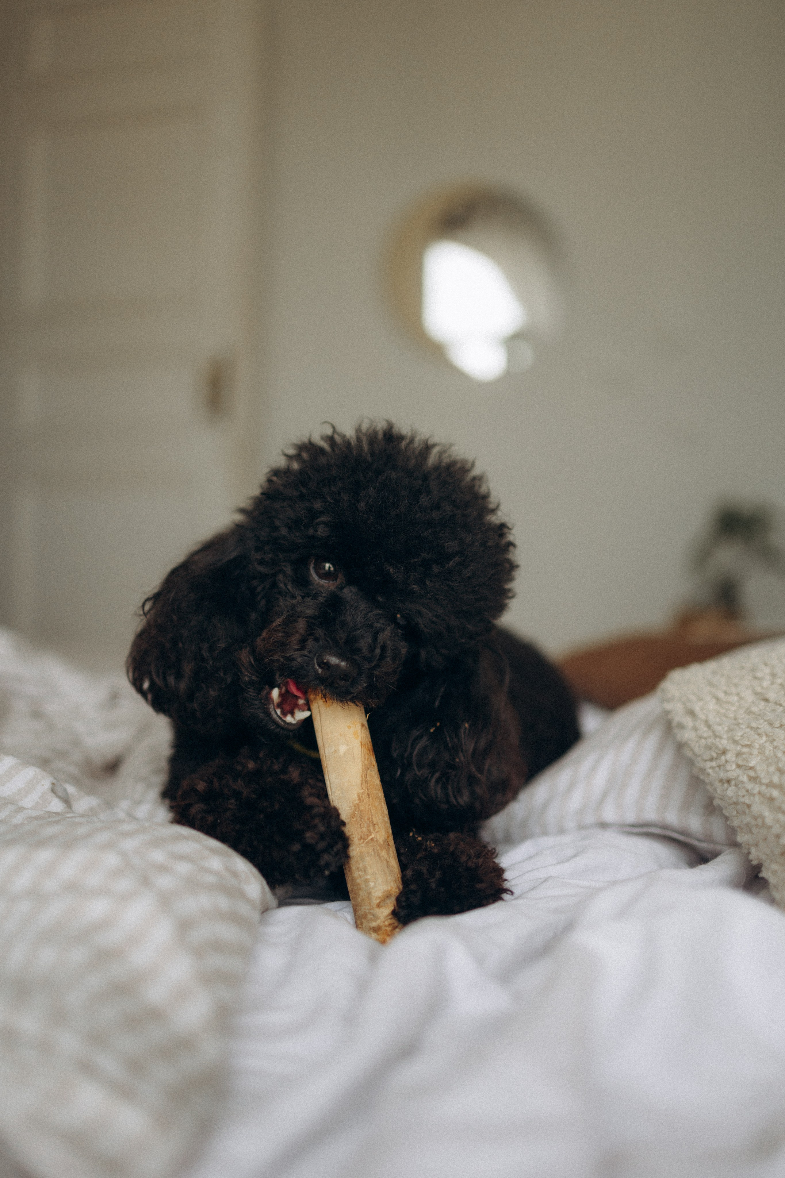 Полина и Мия. Фотораф — анималист Мария Шистка