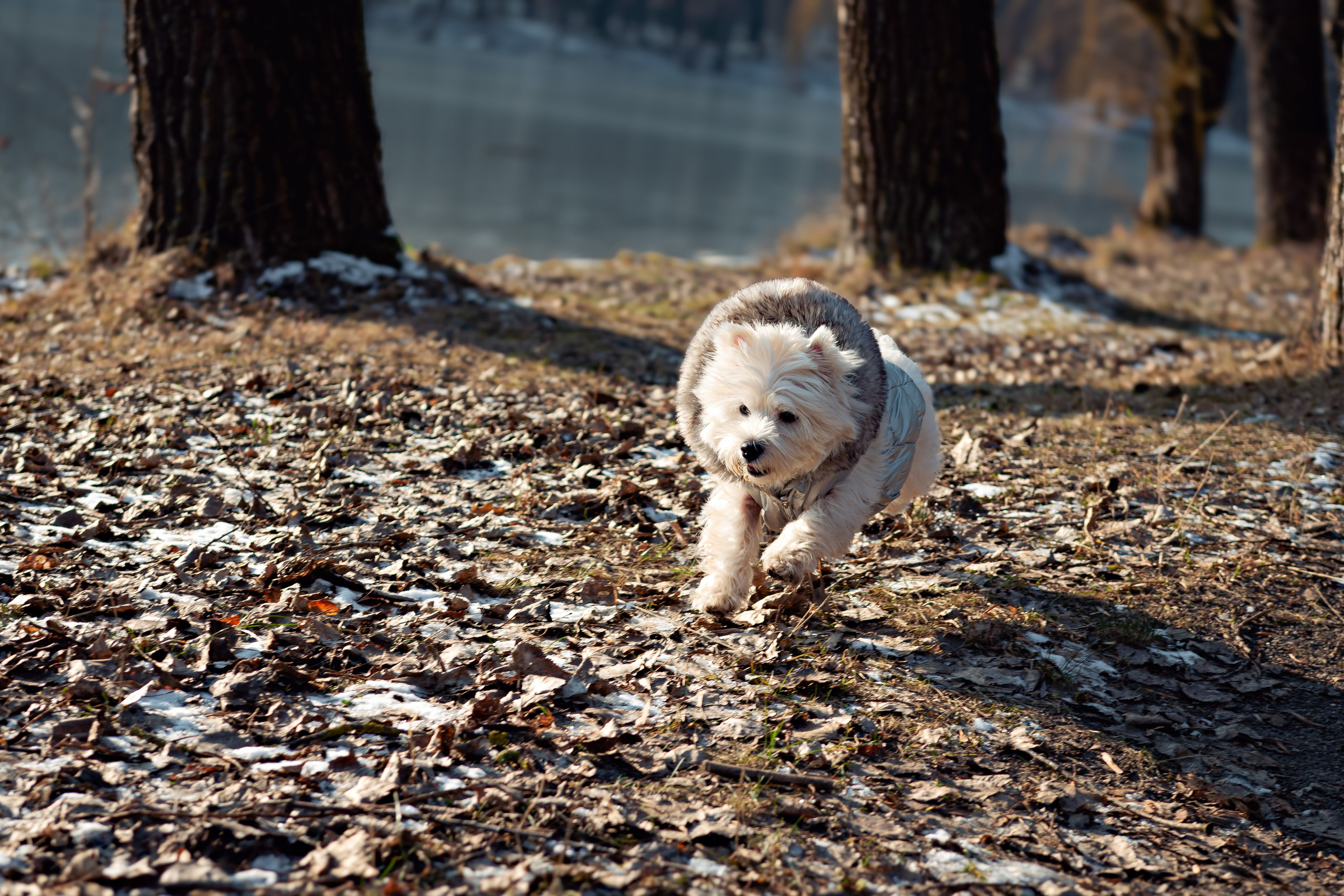 Фотосессия с щенком Минск