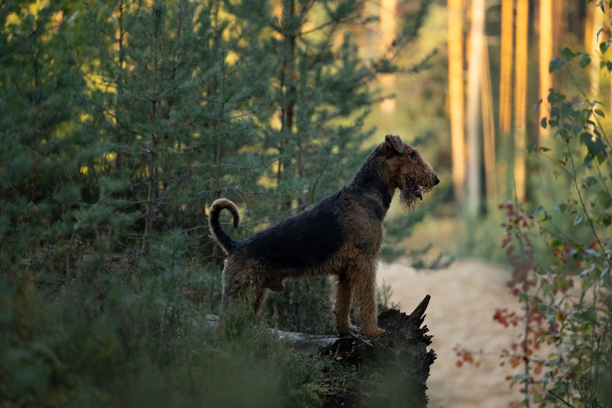 Харди. Фотограф-анималист Анна Маринич