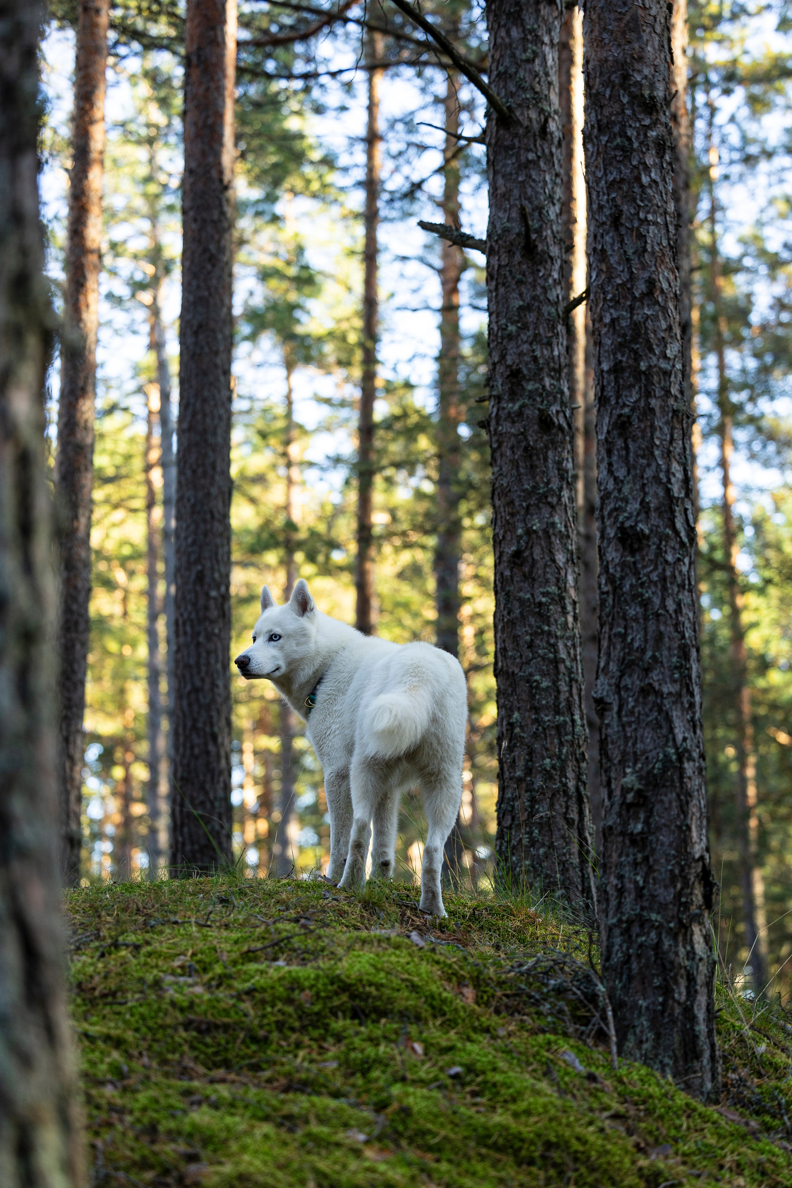 Гаруда и Рейн. Фотограф-анималист Анна Маринич