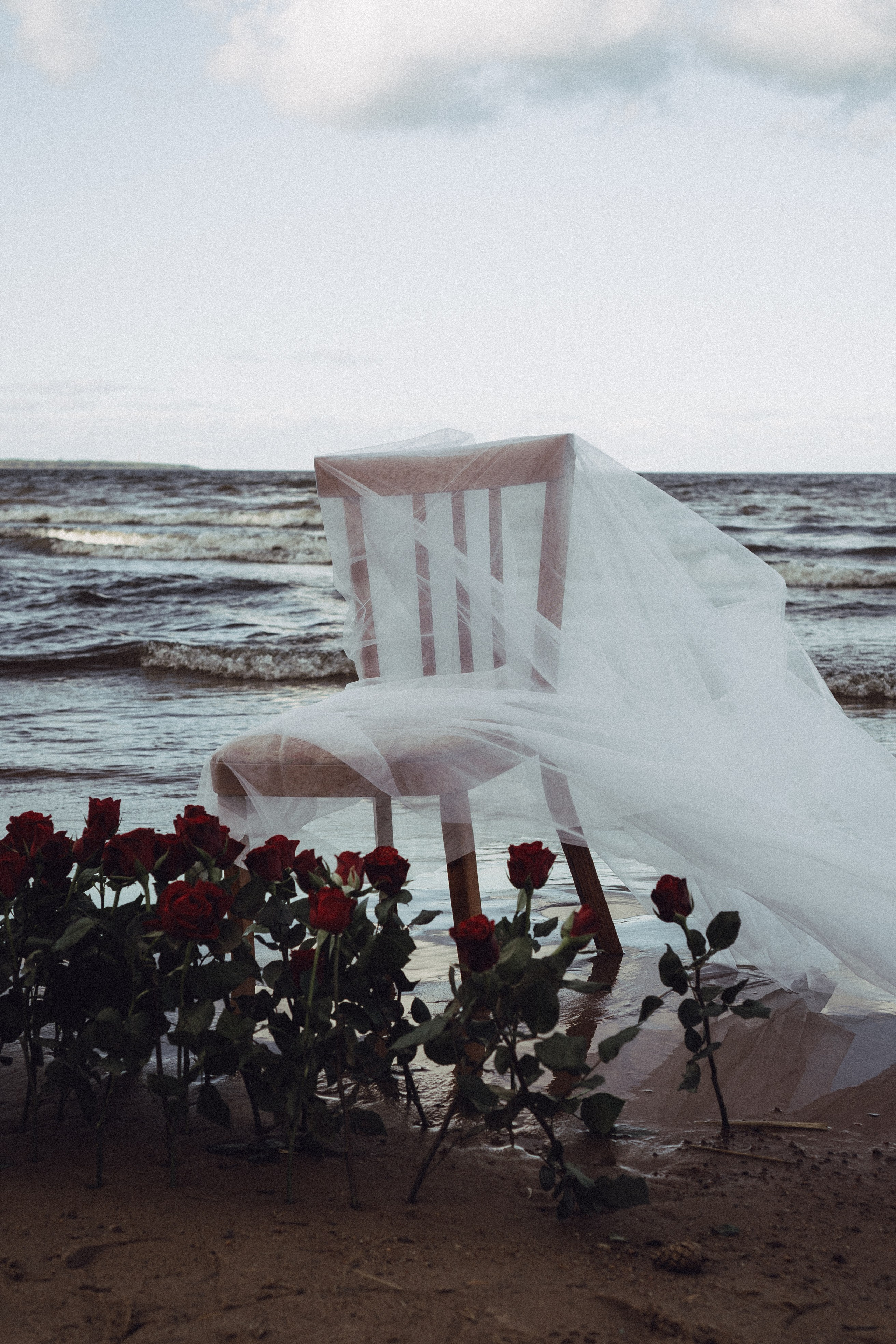 Розы. Профессиональный фотограф, Санкт-Петербург — Виктория Богомолова