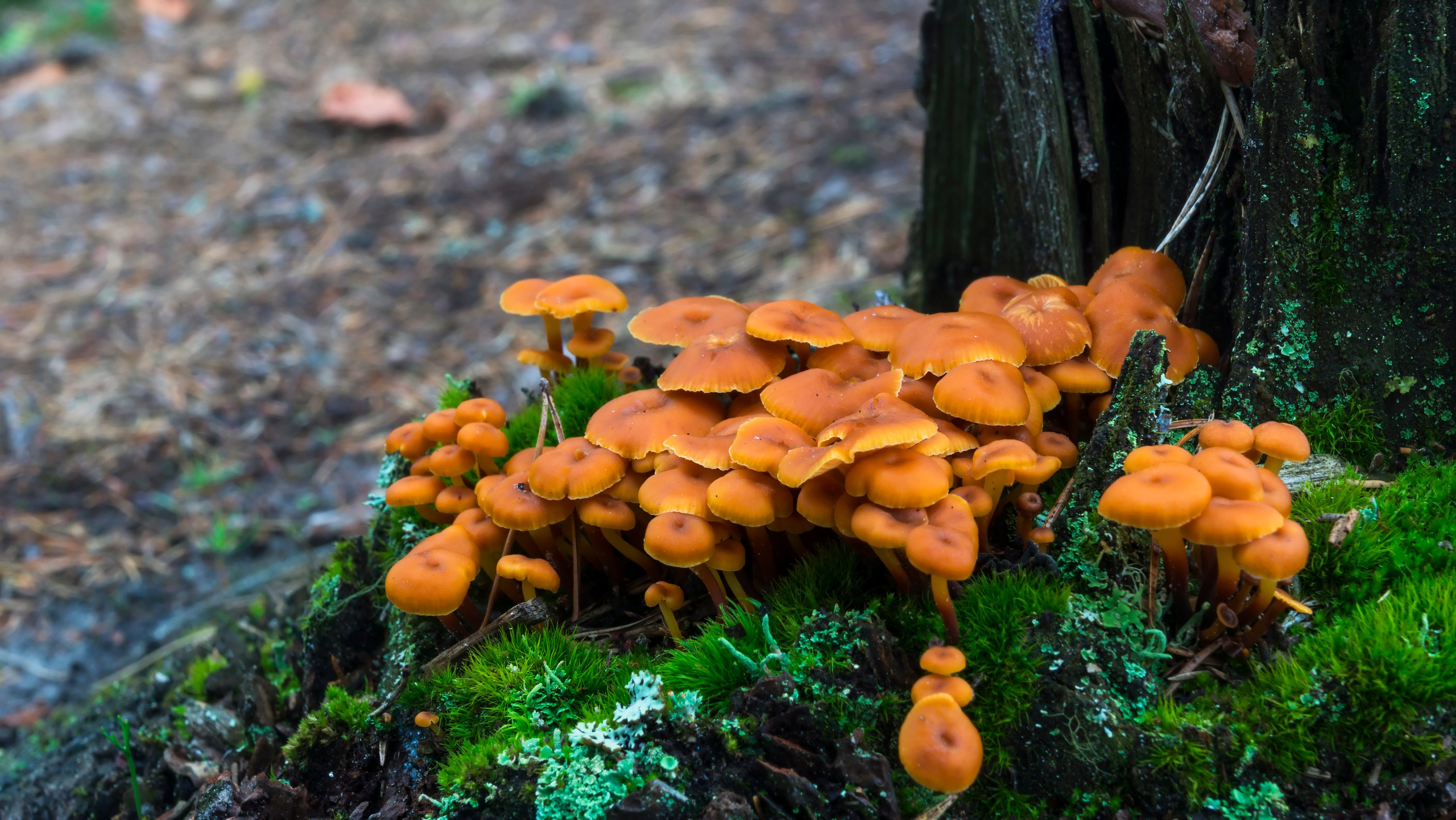 Карелия. Фотограф-путешественник Самойлов Максим «Sly Fox»