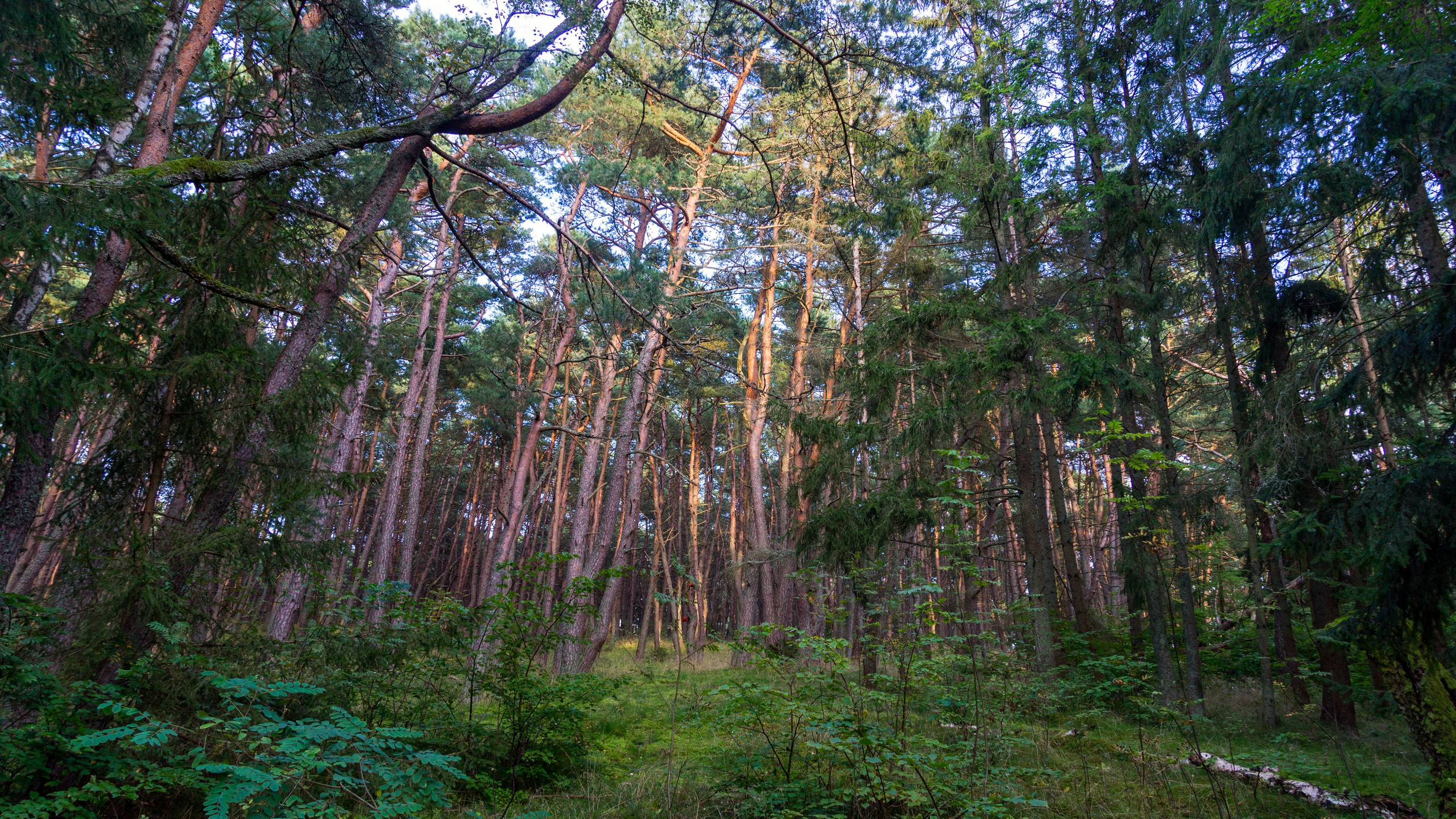Куршская коса. Фотограф-путешественник Самойлов Максим «Sly Fox»