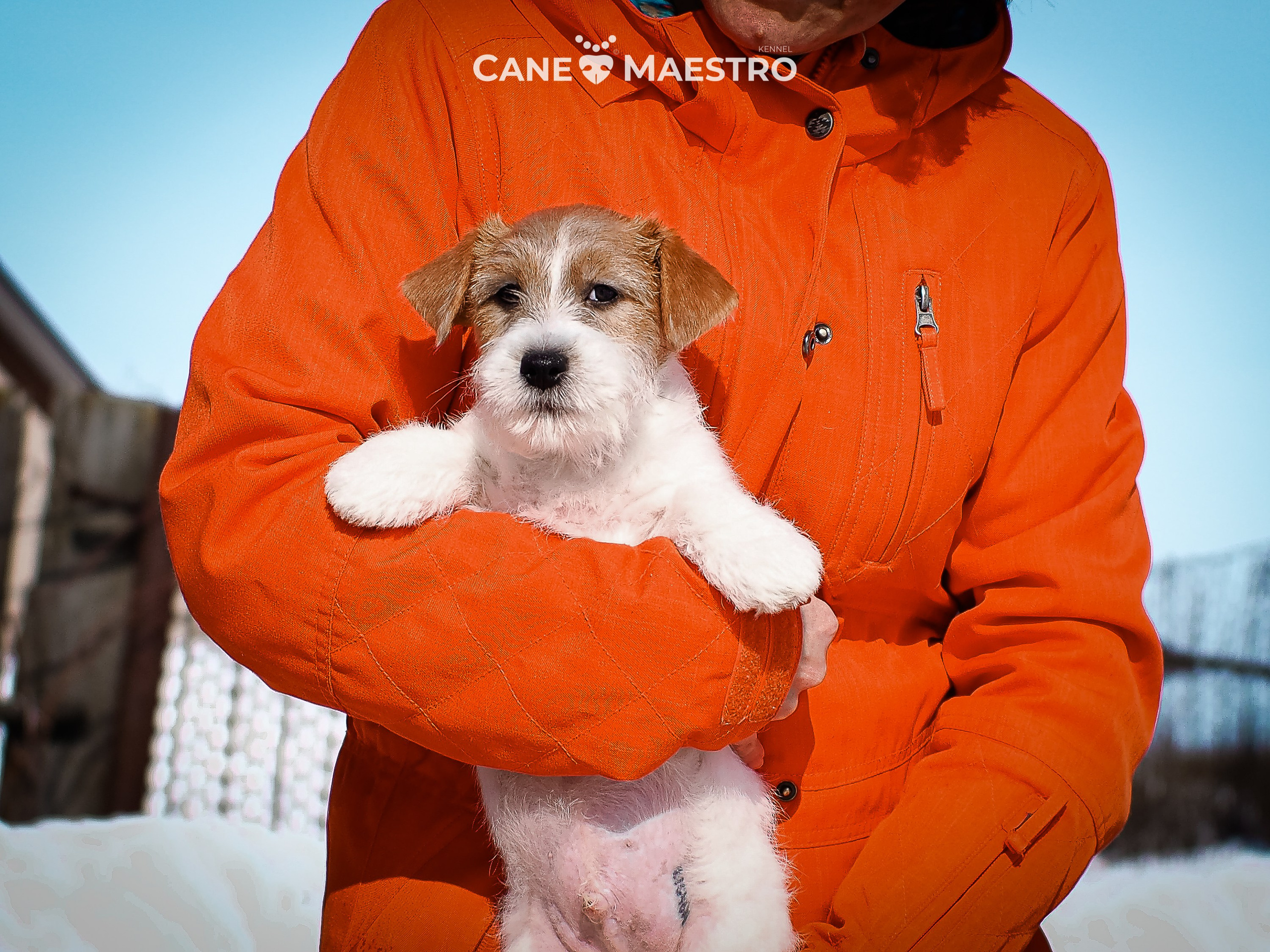 КОБ_2_Б_21_01_25. CANE MAESTRO — kennel Jack Russell Terrier