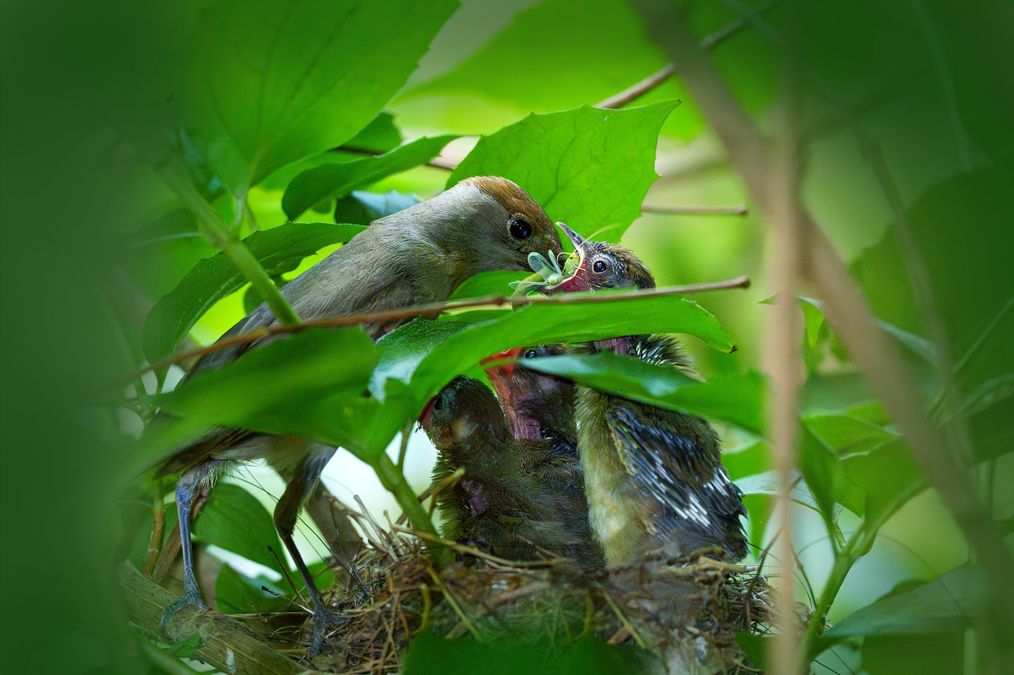 Удивительные мир птиц. Вокруг нас столько прекрасного — присмотритесь!. Ваш личный фотограф Марина Волкова