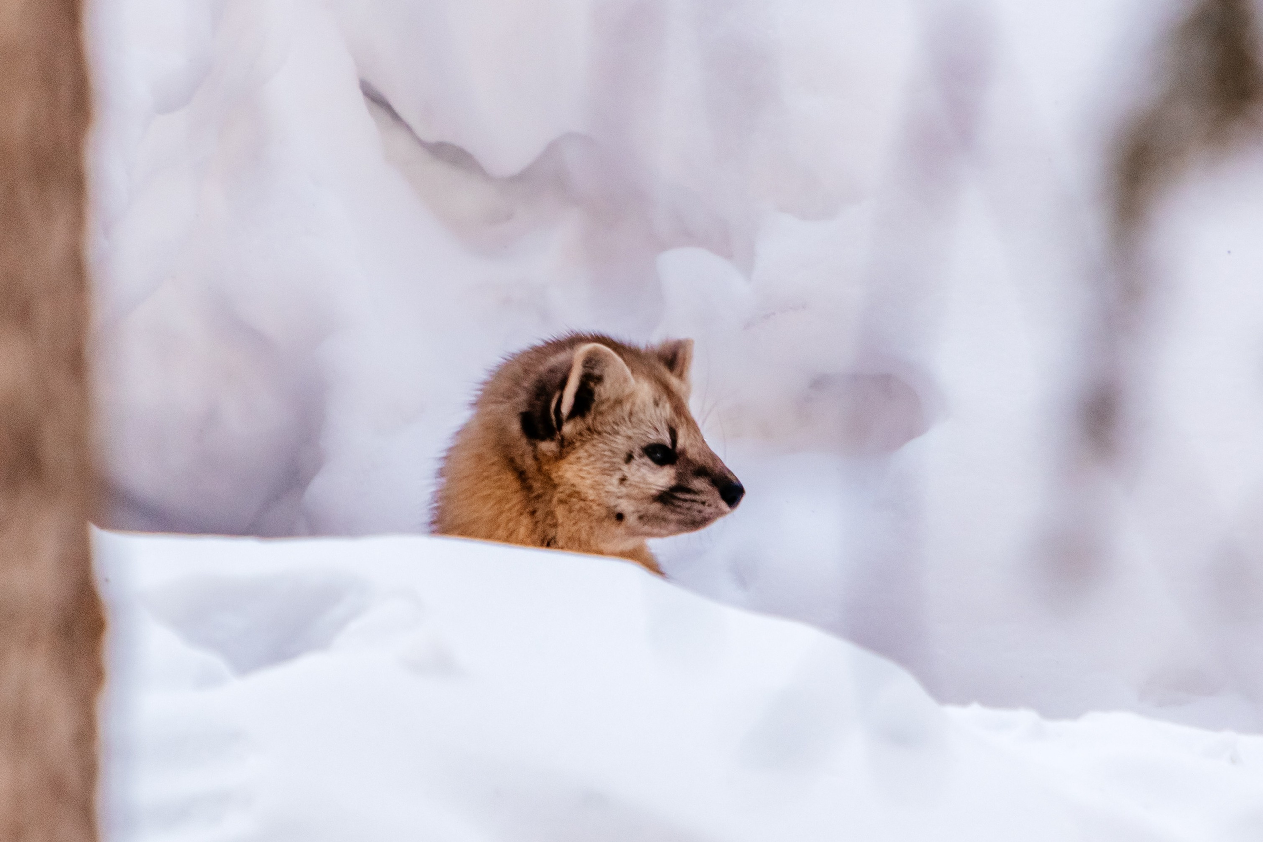 Соболь. Фотограф в Красноярске Оксана Корчагина