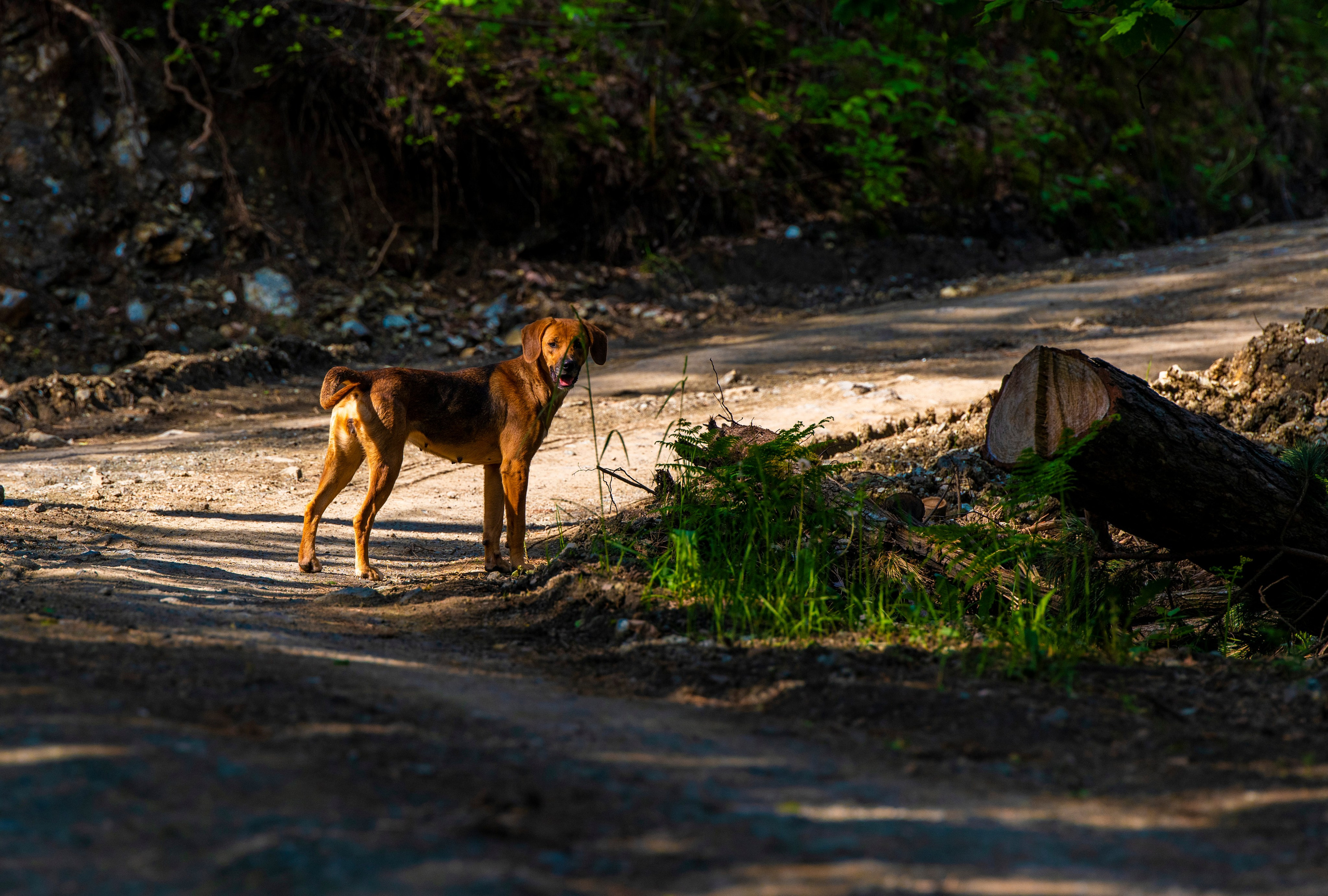 Столови. Сербия. Фотограф в Москве. Шахабудин