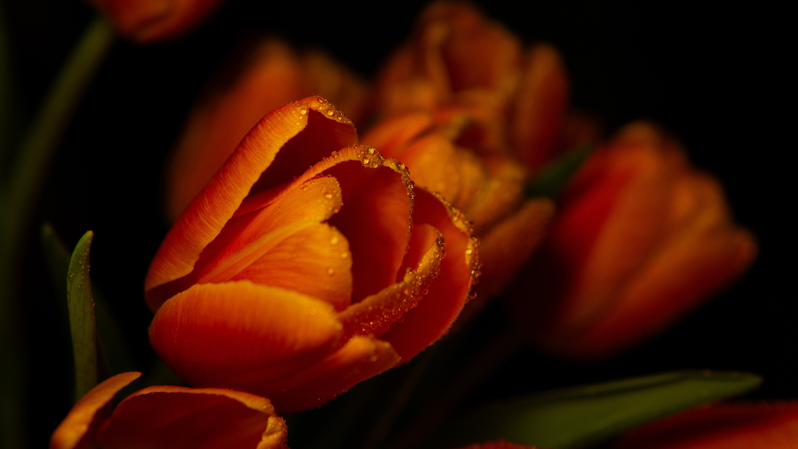 Цветы и свет. Фотограф в Москве Юлия Першина