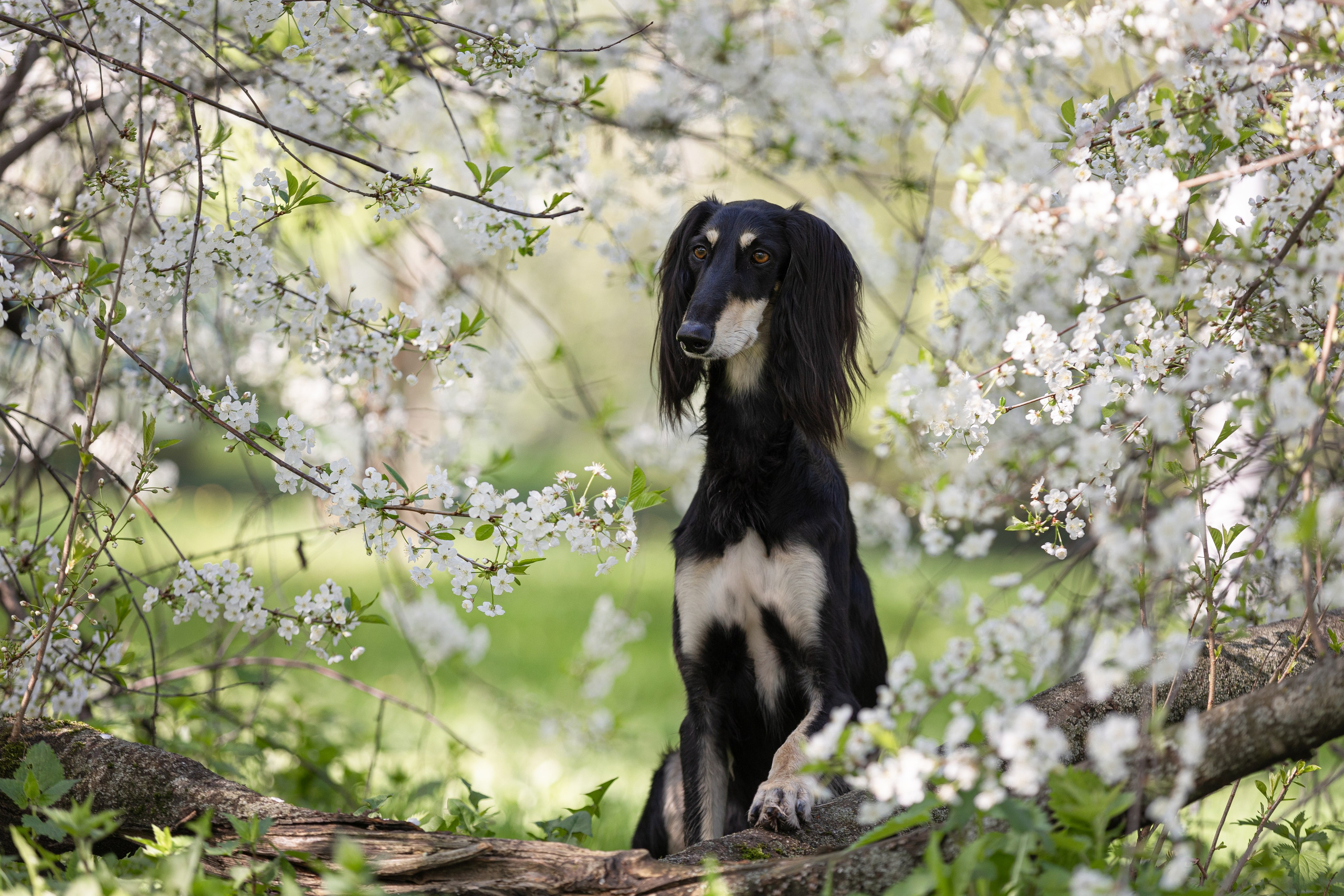 Съёмки собак на природе. Фотограф-анималист Natalia Deingel | Фотосъемка собак в Москве
