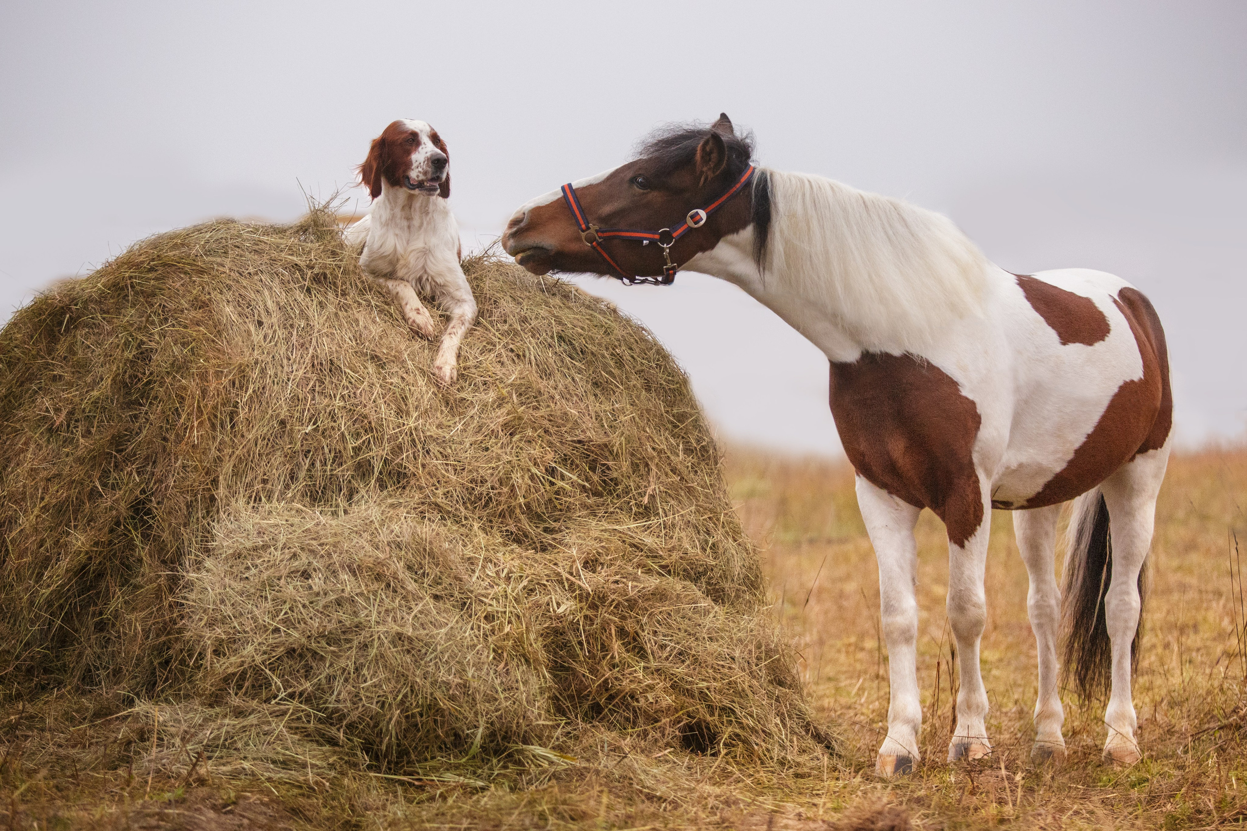 Ирландский красно-белый сеттер Шамрог. Фотограф-анималист Natalia Deingel | Фотосъемка собак в Москве