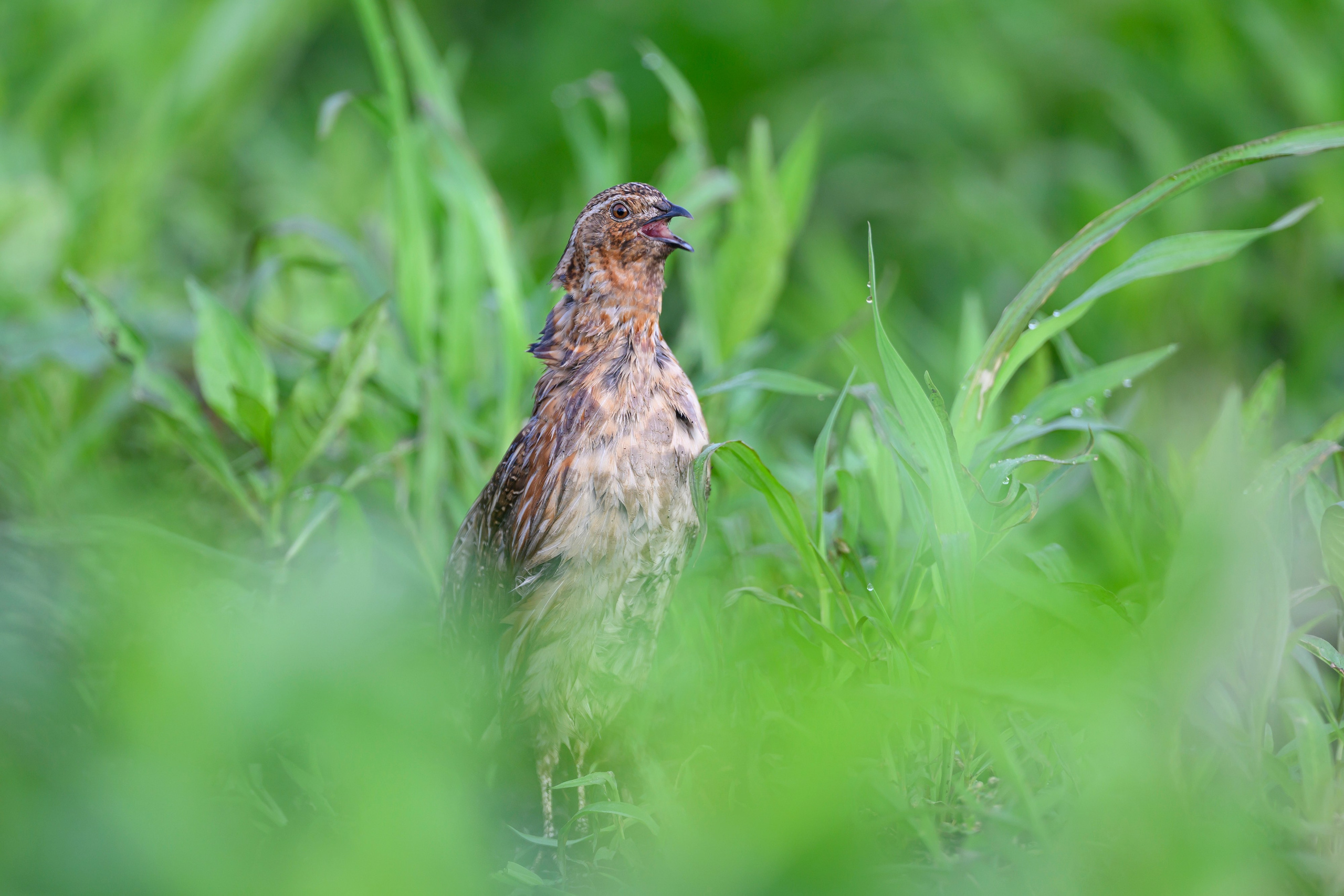 Перепел. Wildlife photography by Sergey Puponin