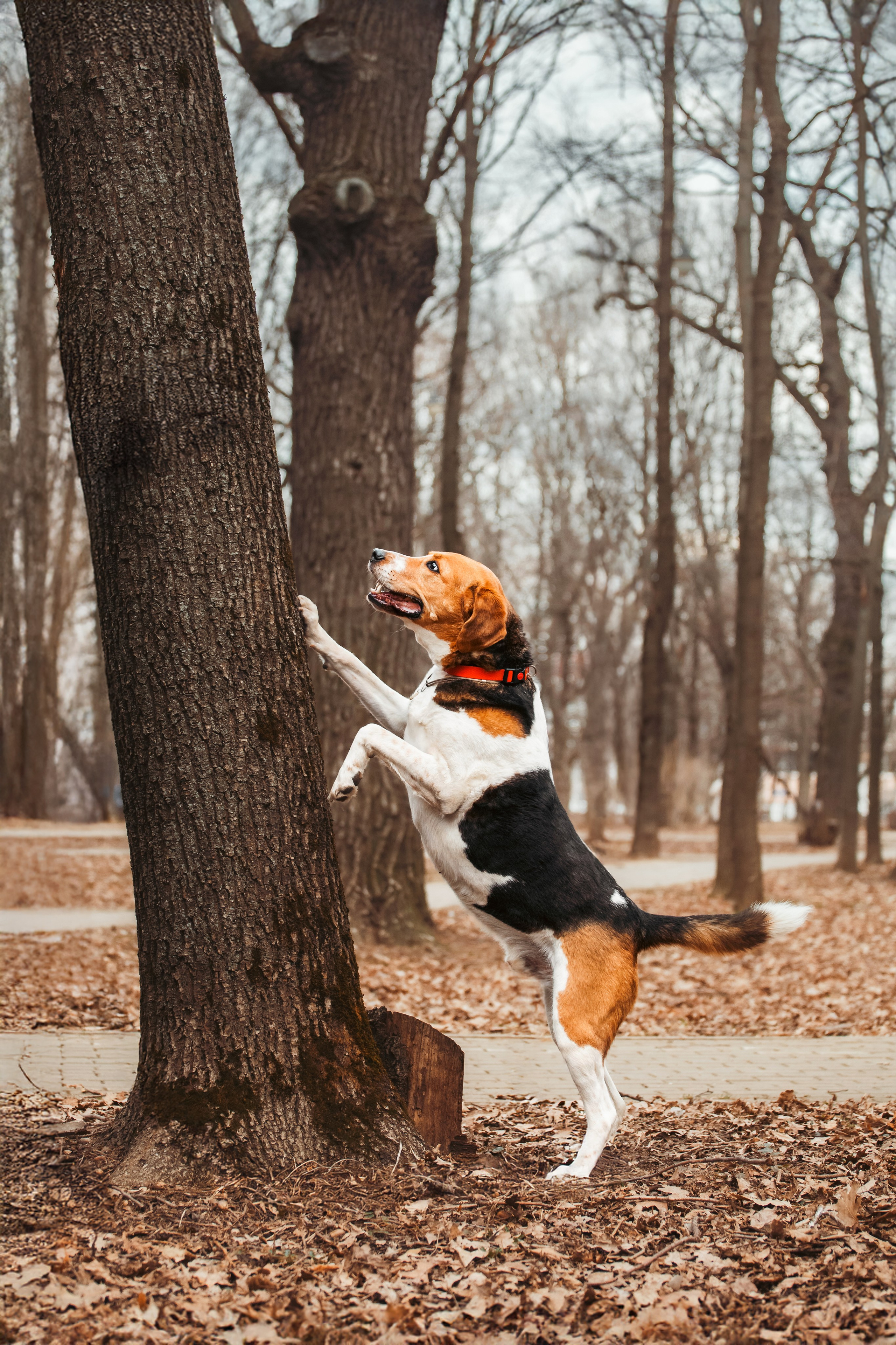 Собаки из приюта Дубовая роща весна 2025. Фотограф-анималист Татьяна Степанова