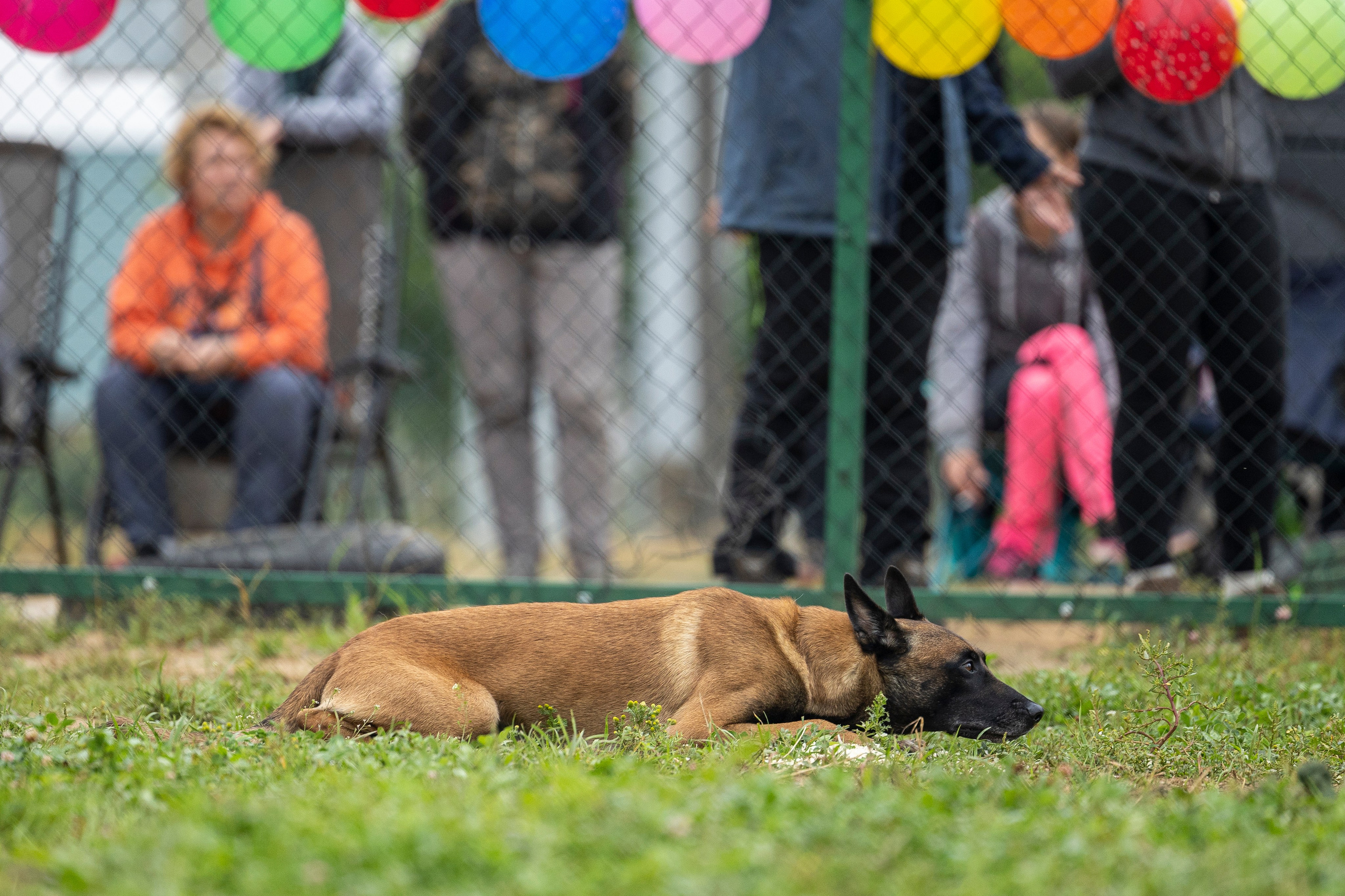 Соревнования по Мондьорингу г. Вологда 10-11.08.2024. Фотограф-анималист Анна Маринич