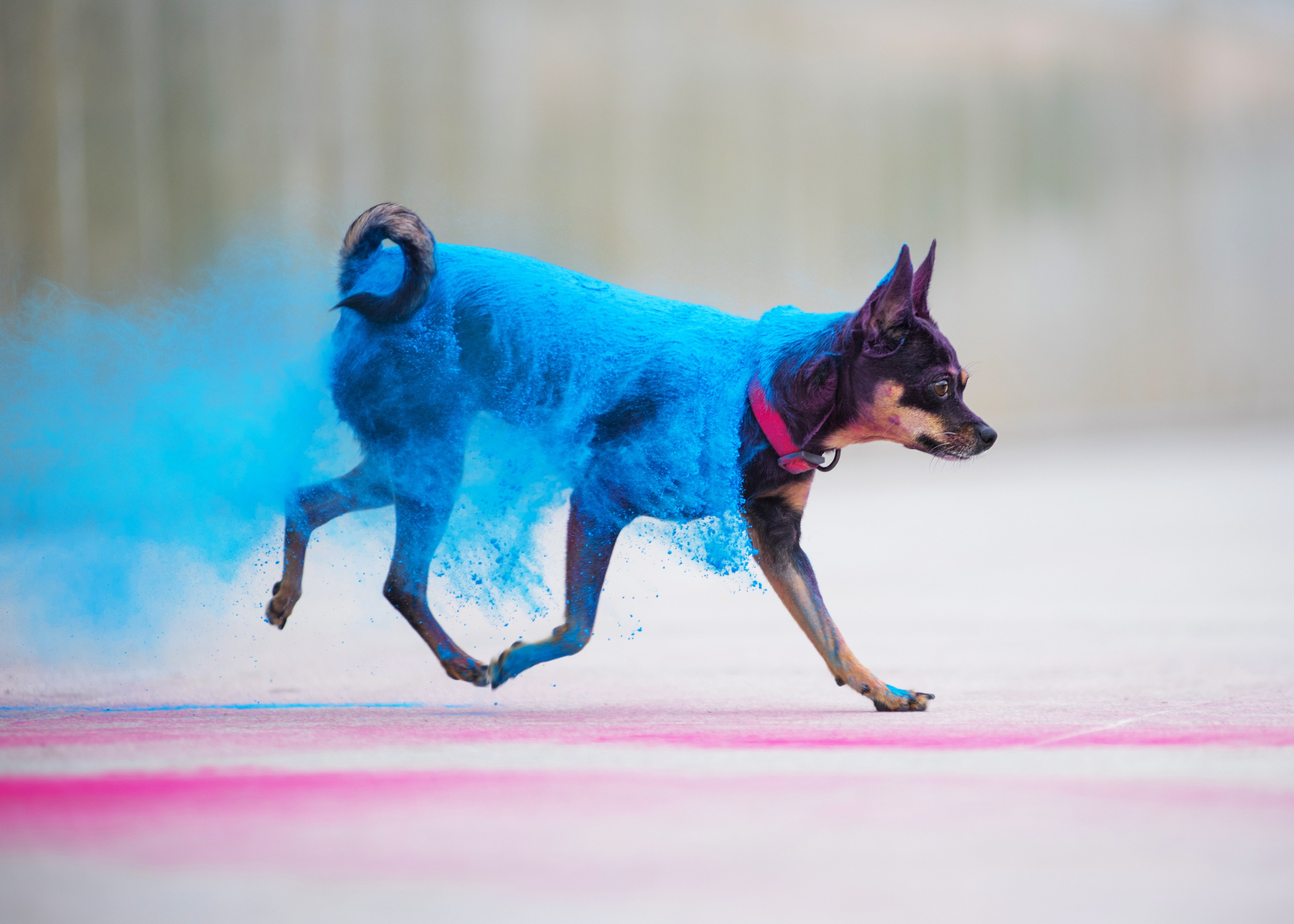 Мотя и краски холли. Дог-фотограф в Тюмени Александра Королева