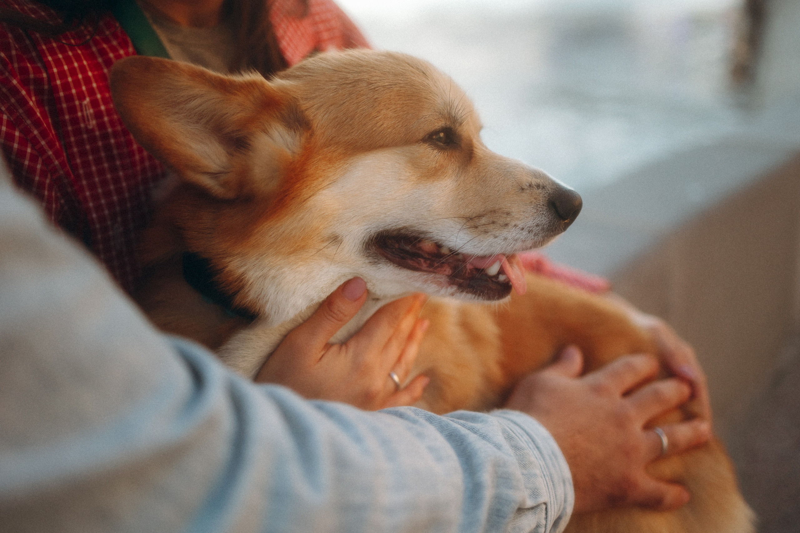 Момо, Люда и Эд. Фотограф анималист Анастасия Пикей