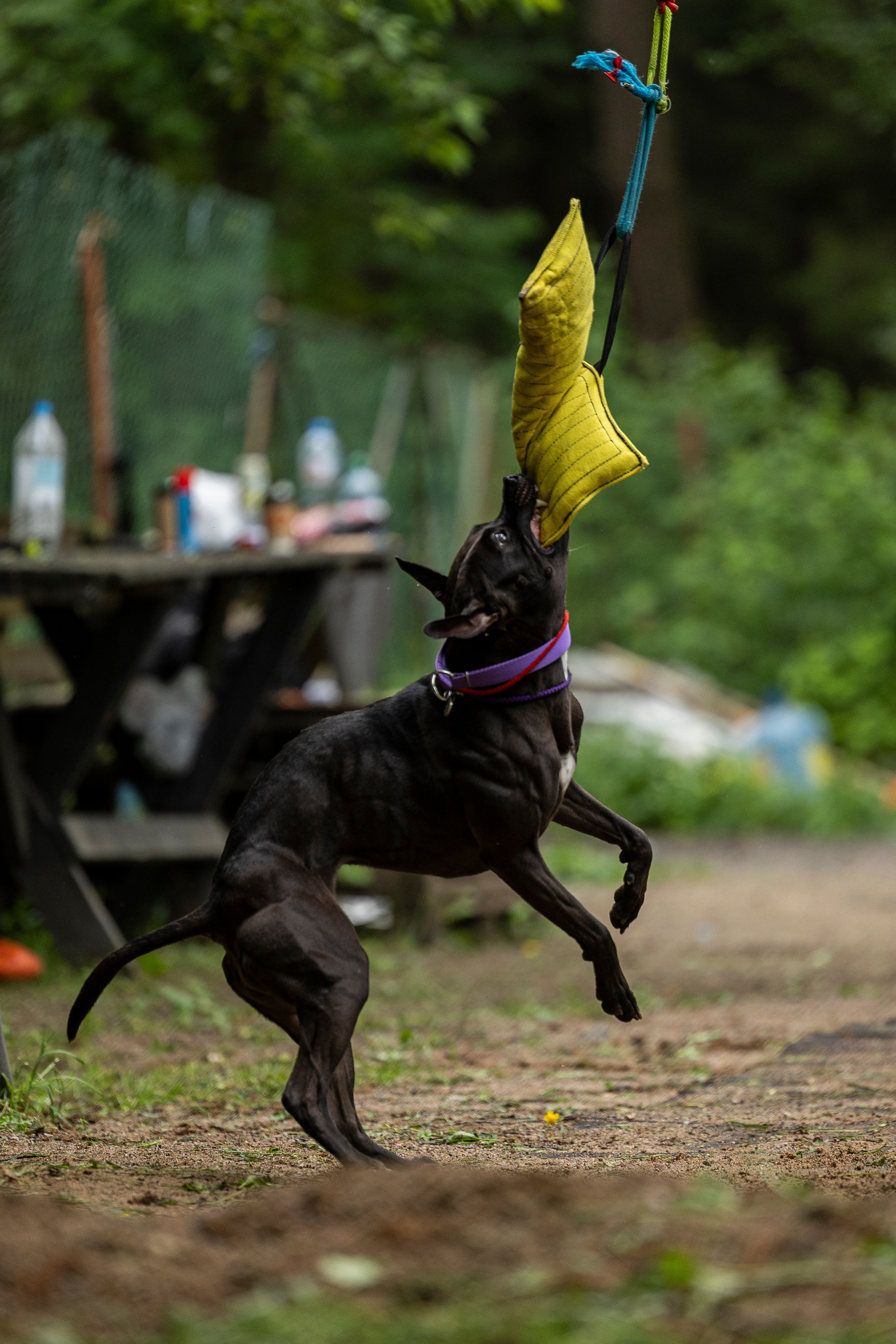 Пит-стафф многоборье. Фотограф-анималист Анна Маринич