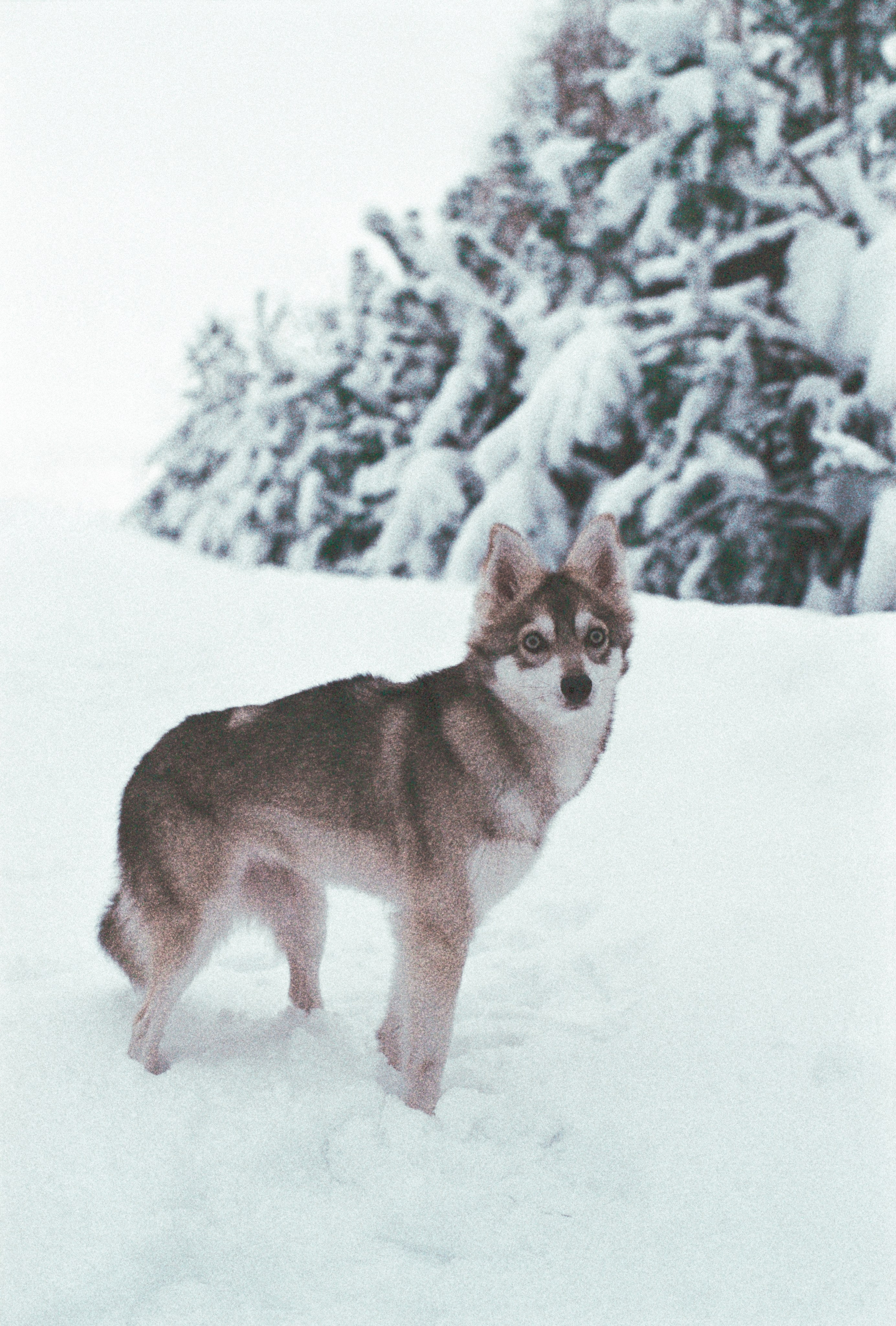 V2. Stylist and film photographer Anastasia Shlokova