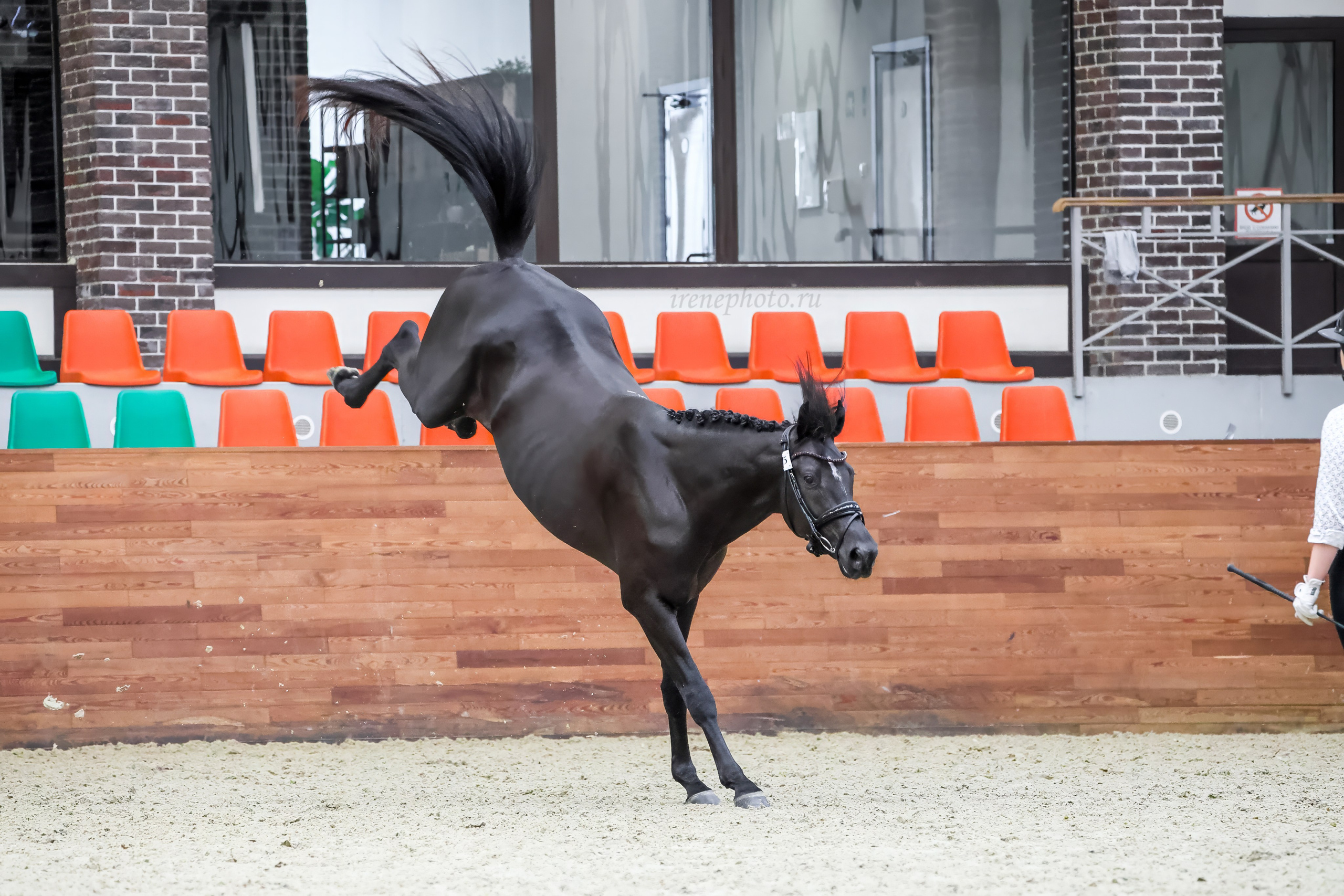 Конная Россия 2024 Оценка двигательных качеств. Irenephoto.ru