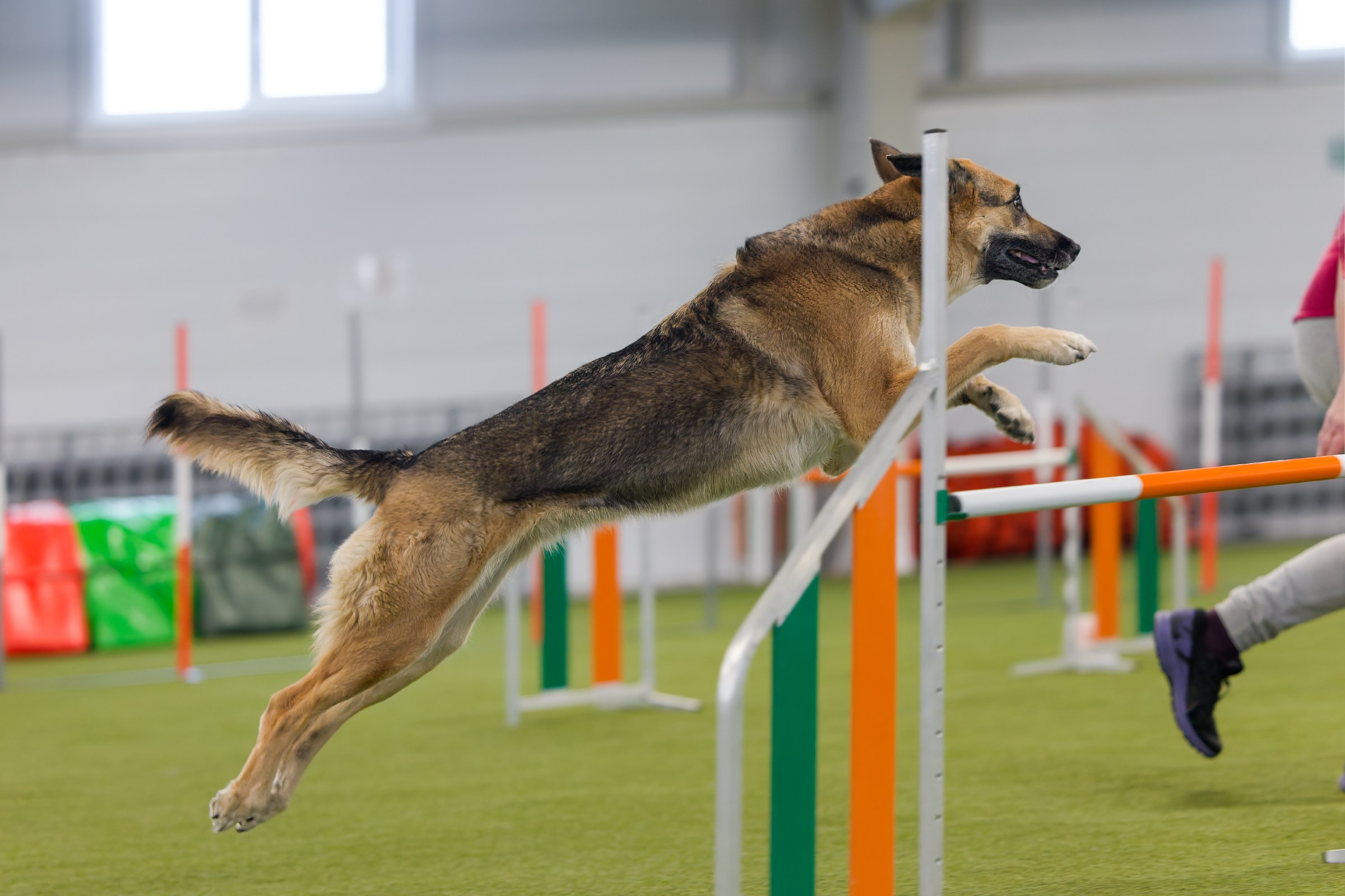 День рождения Пёсбурга — февраль 2025. Irenephoto.ru
