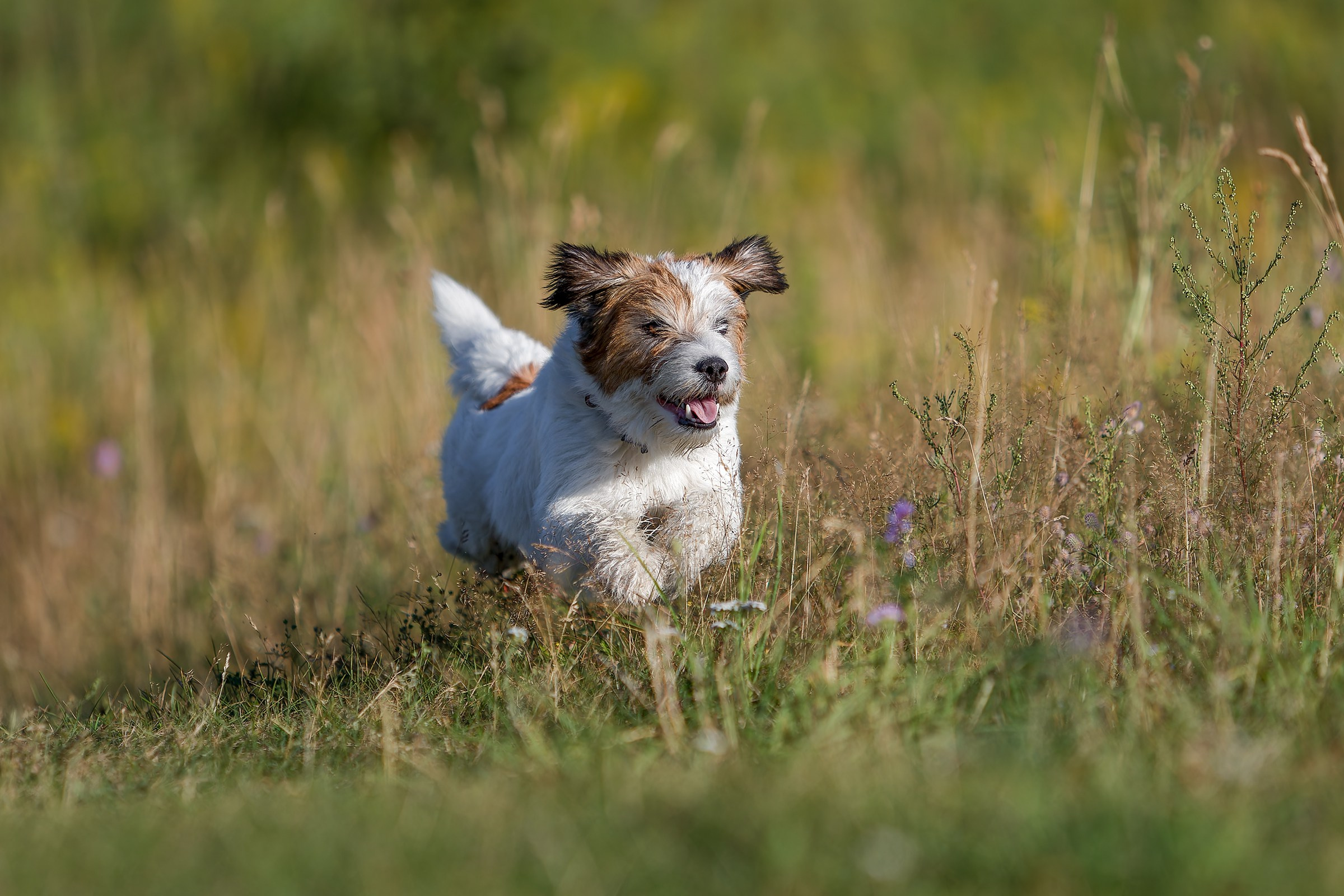 Собаки в движении. Irenephoto.ru