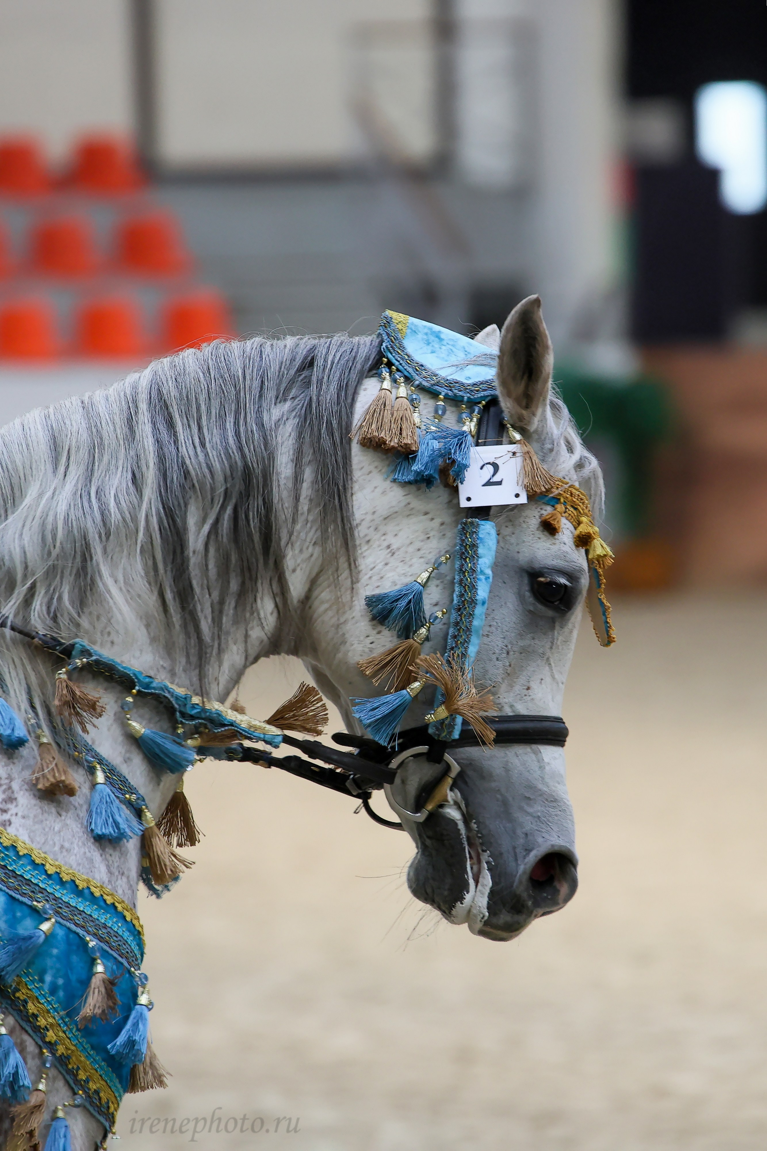 Конная Россия 2024. Irenephoto.ru