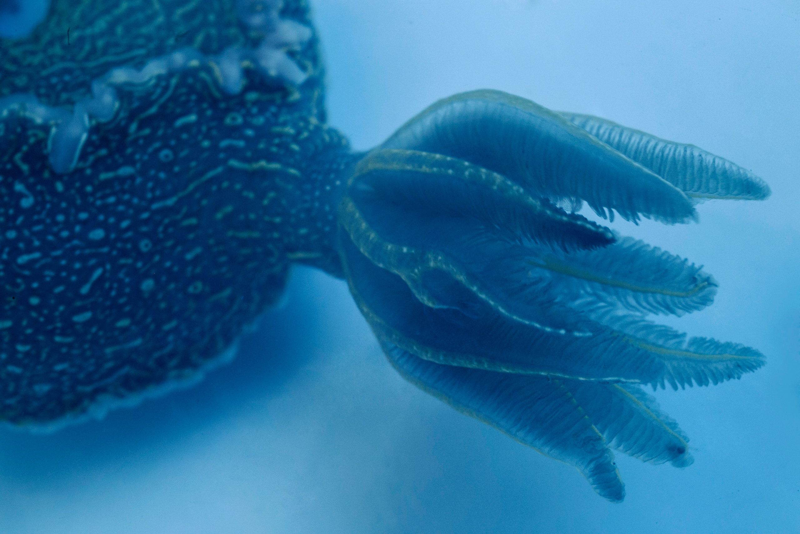 Макро. Фотограф Лагутин Анатолий