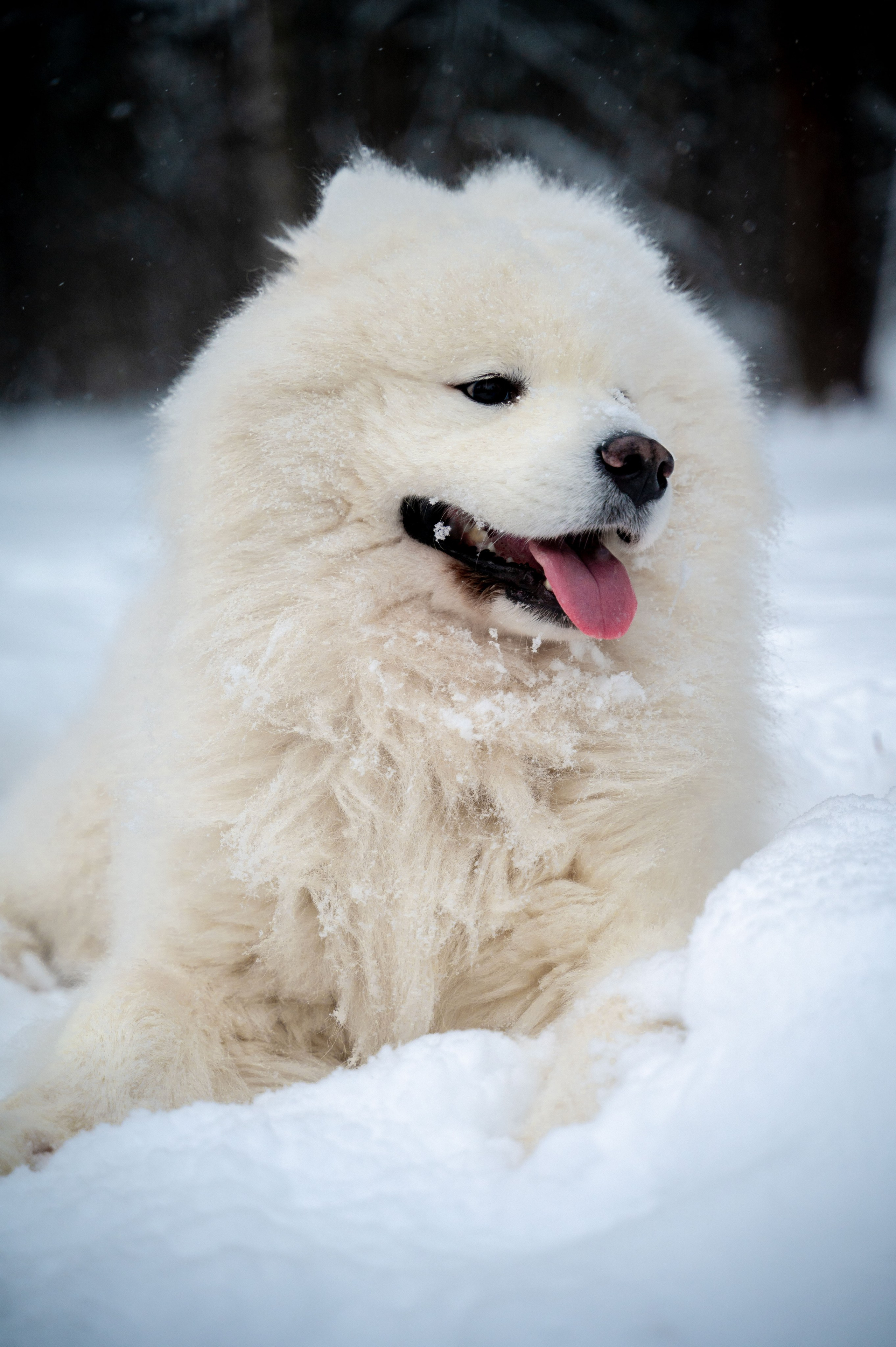 Прогулка с собакой. Зима, лес, Москва. Vadim Nevenglovskii Фотограф в разных жанрах