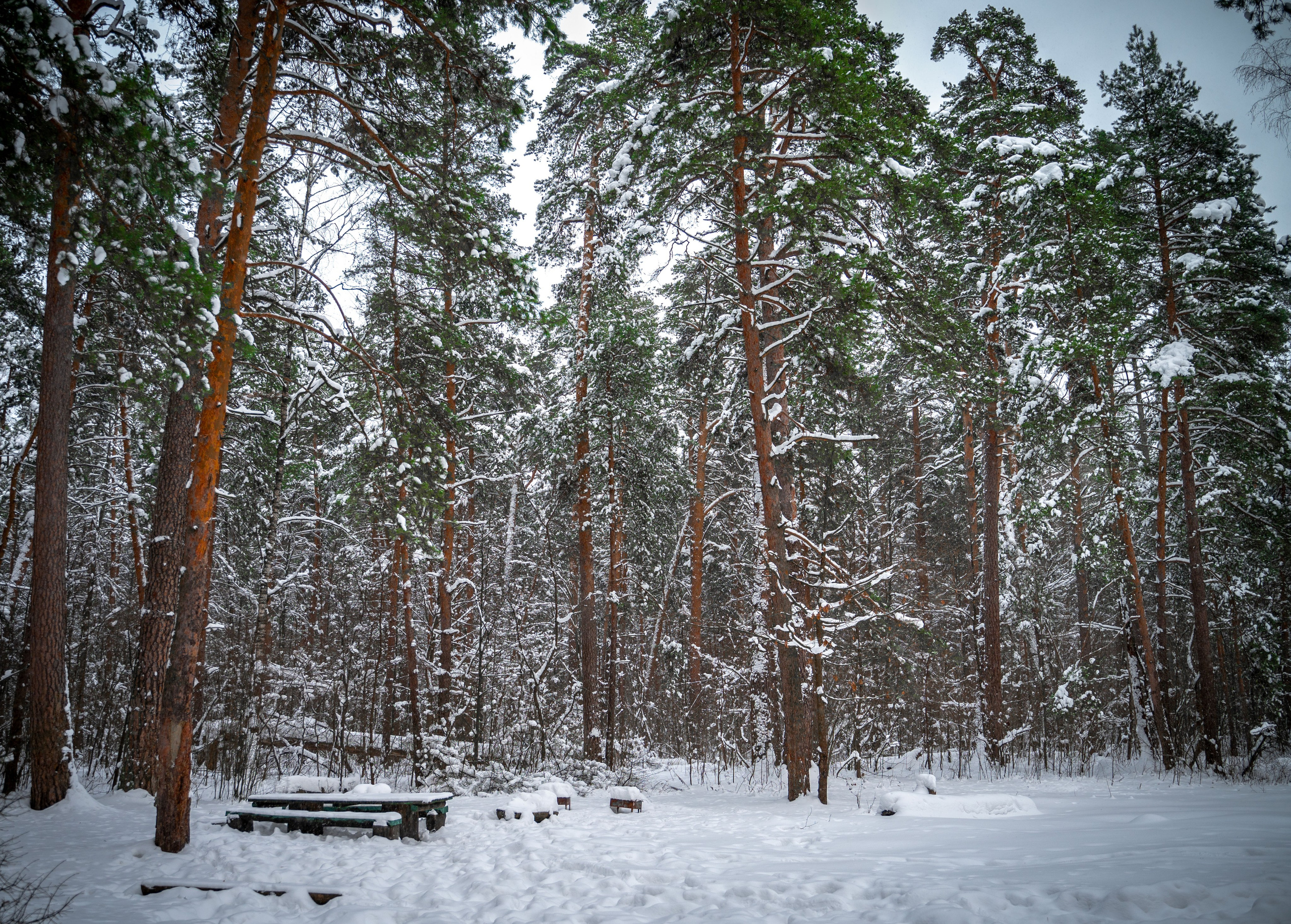 Прогулка с собакой. Зима, лес, Москва. Vadim Nevenglovskii Фотограф в разных жанрах