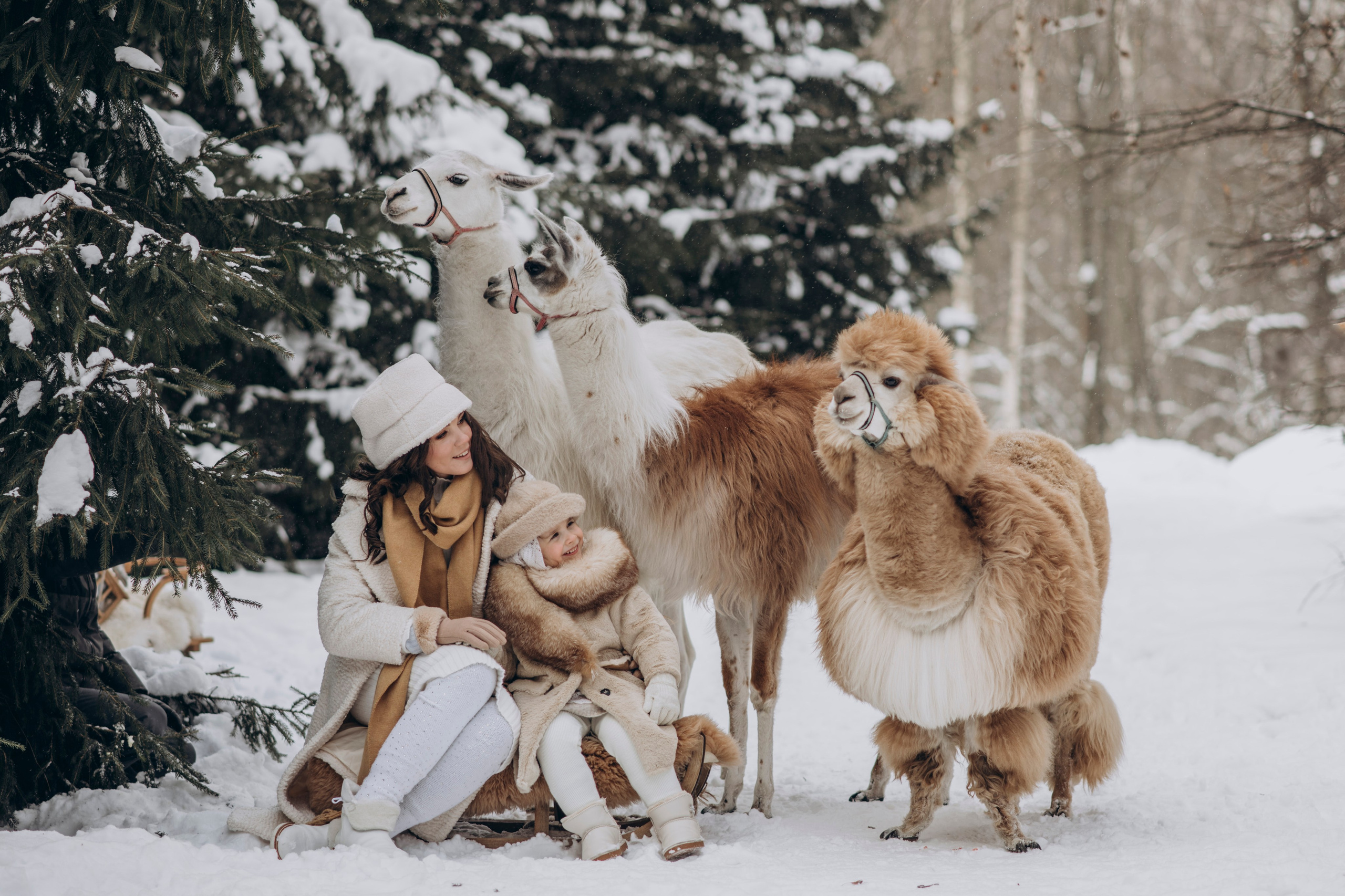 Зимняя фотосессия с Альпаками. Свадебный фотограф в Дмитрове