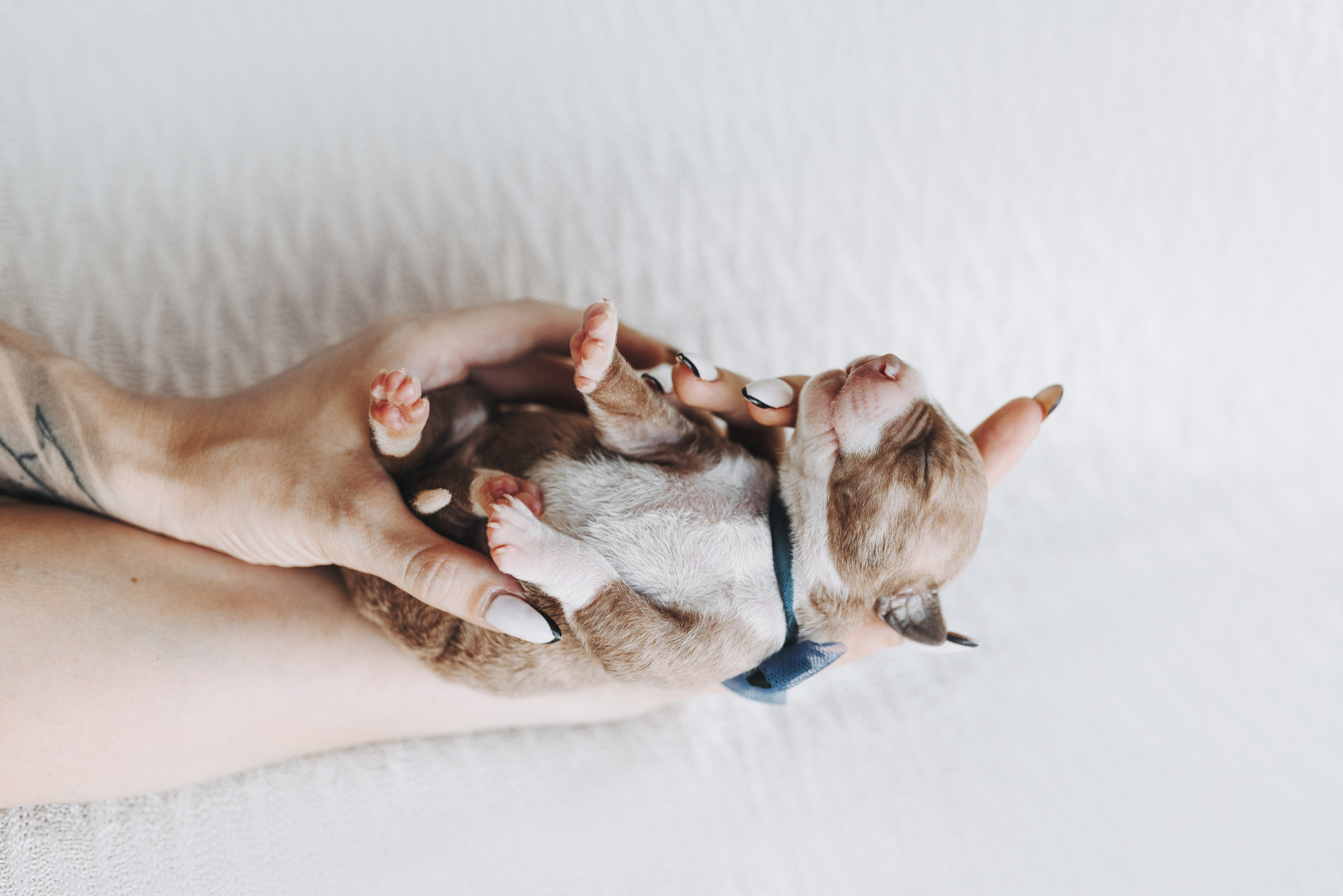 Прайтеры. Фотограф анималист Осипчикова Мария