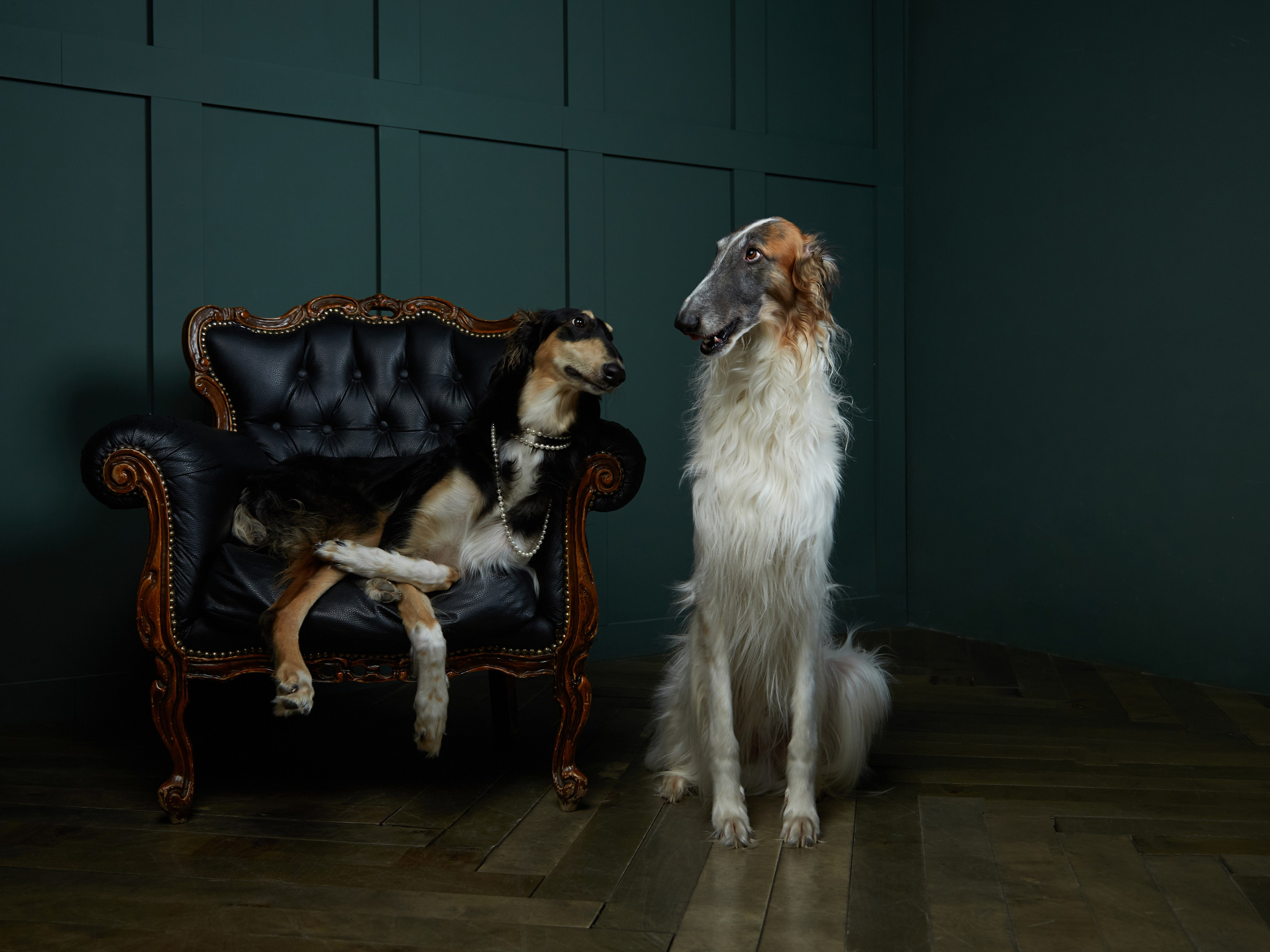 портреты животных в студии