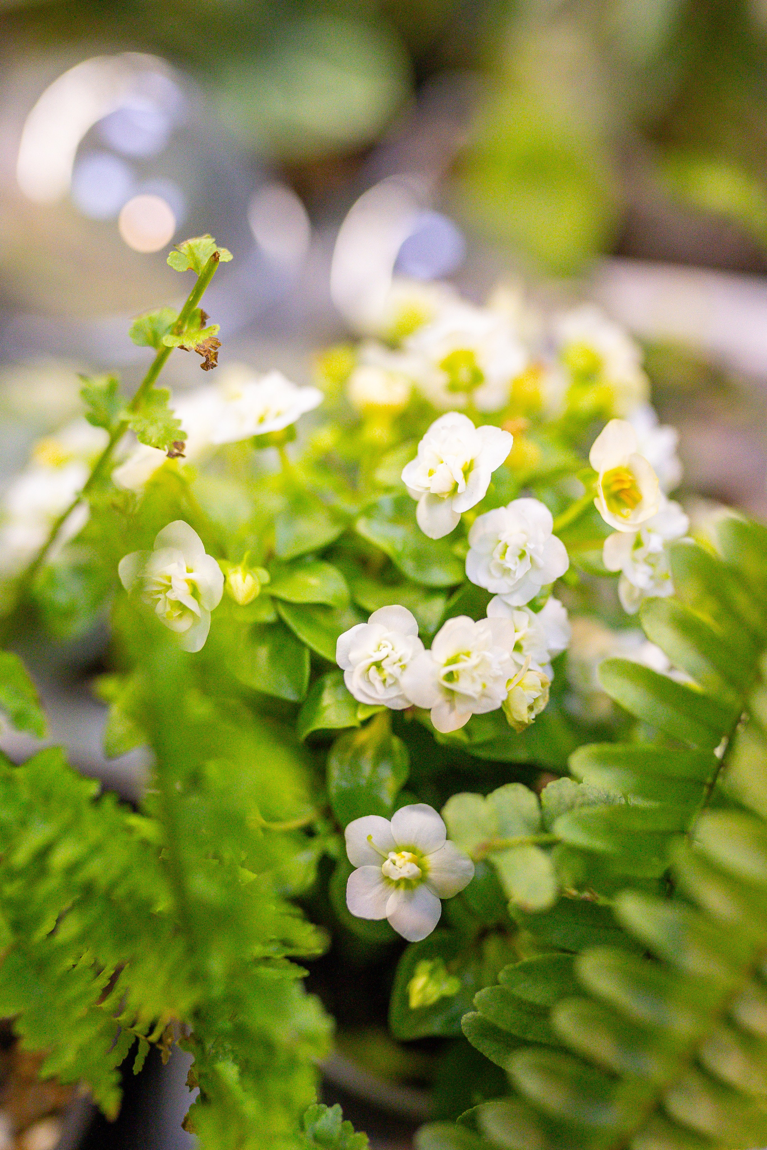 Монстериум 11–12 октября. Александра Куликова фотограф, Москва
