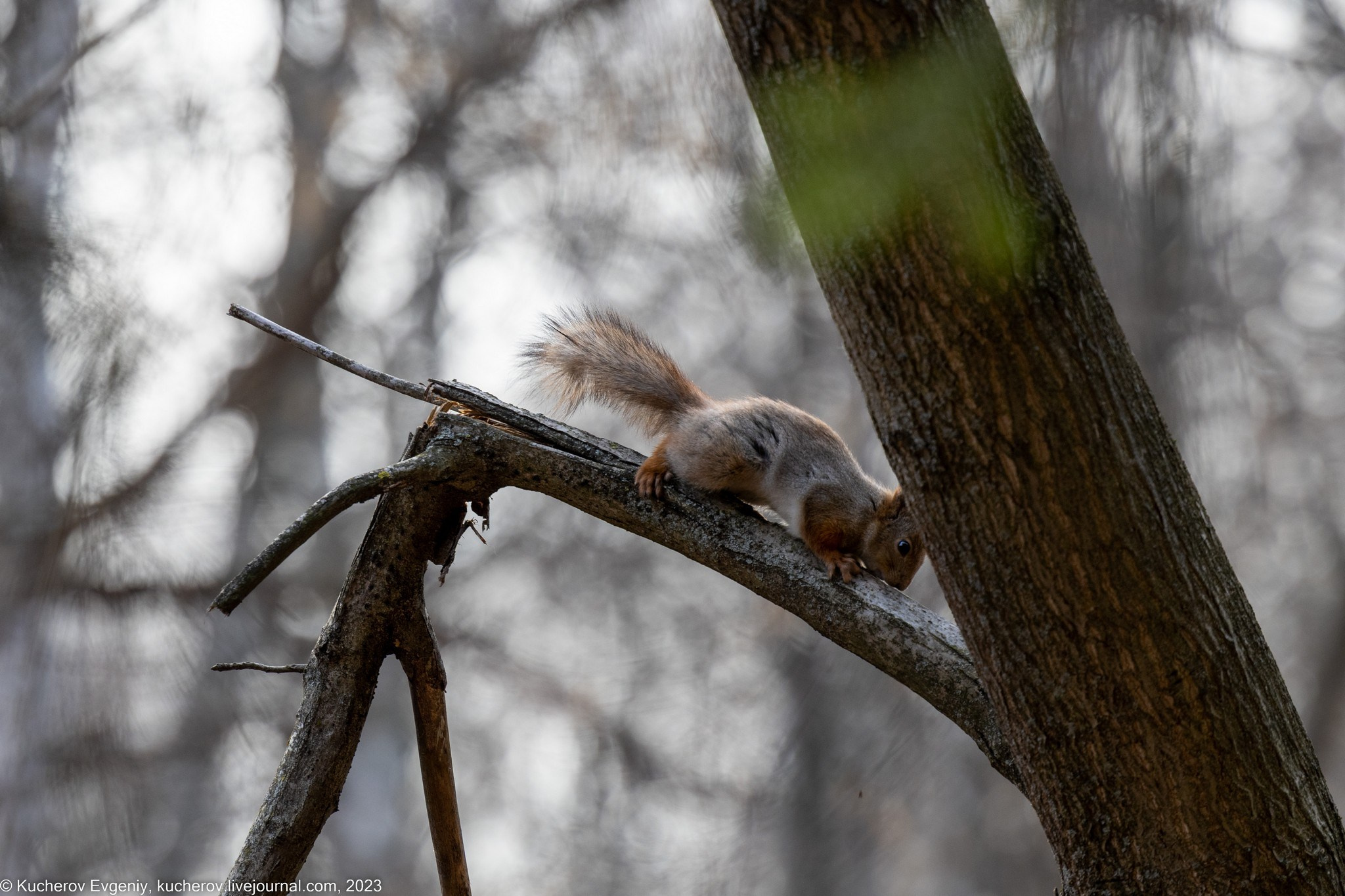 Белки. Кучеров Евгений. Фотограф